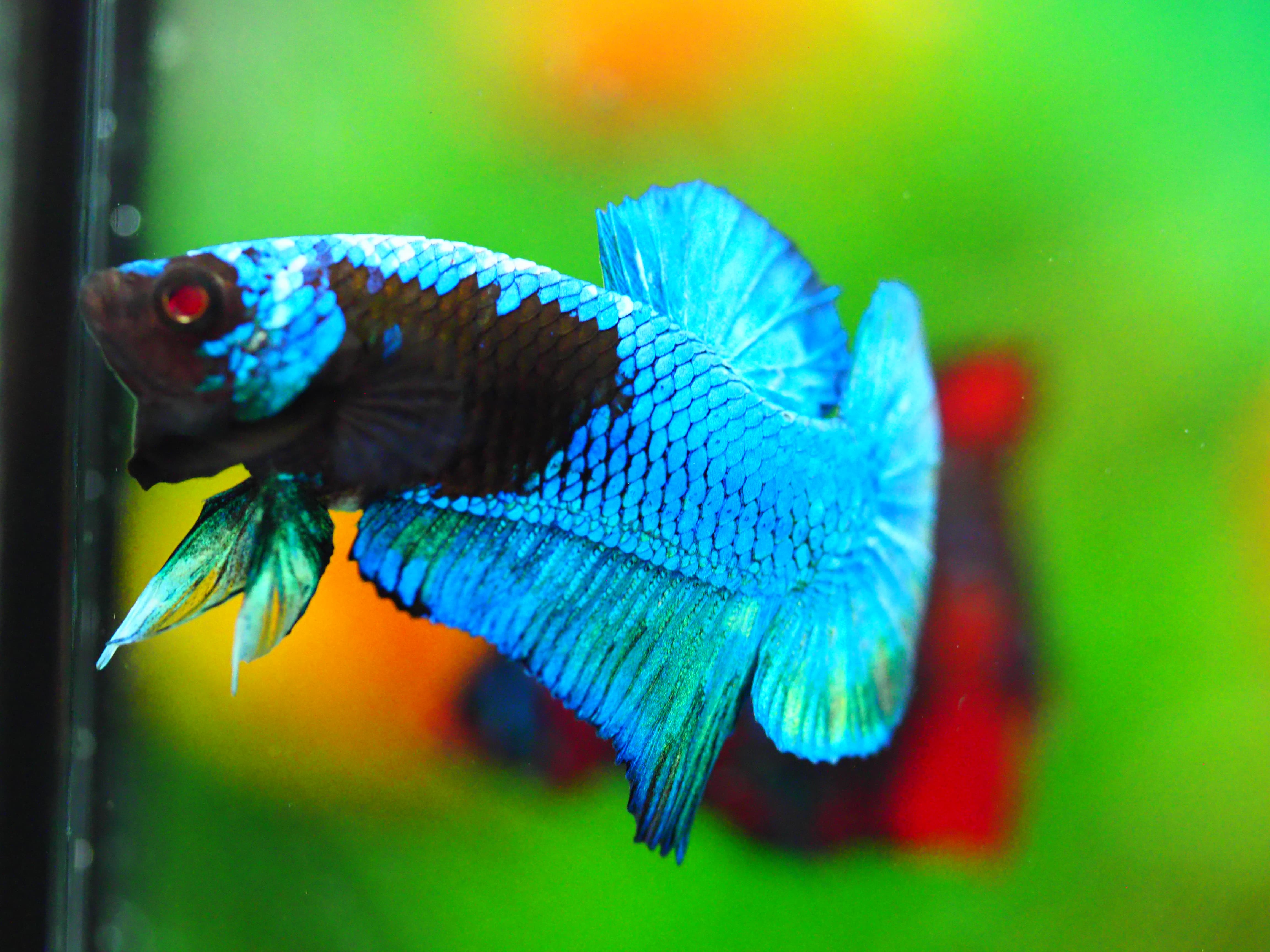 HMPK KOI GALAXY MALE GRADE A +++