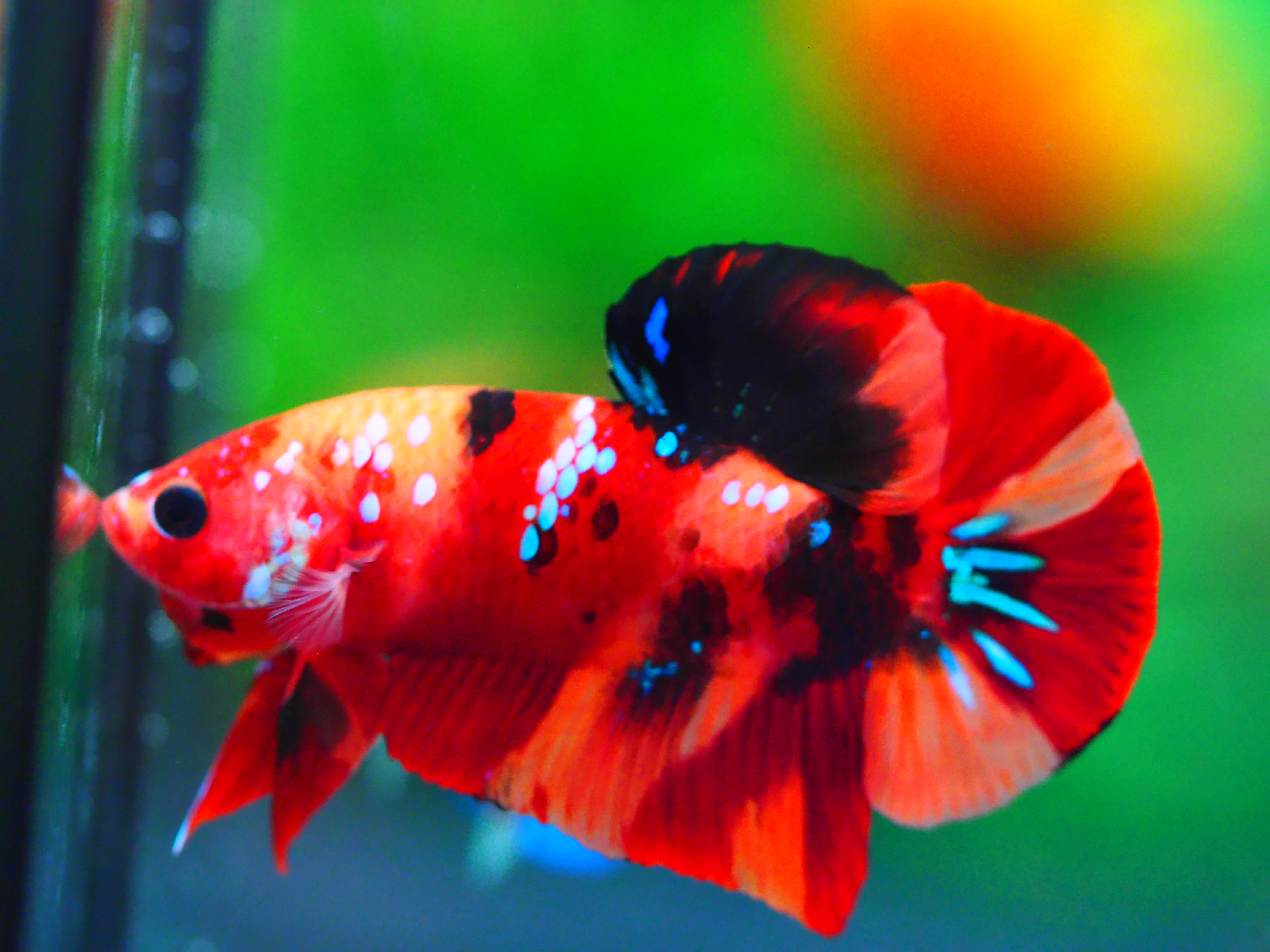 HMPK NEMO GALAXY MALE GRADE A +++