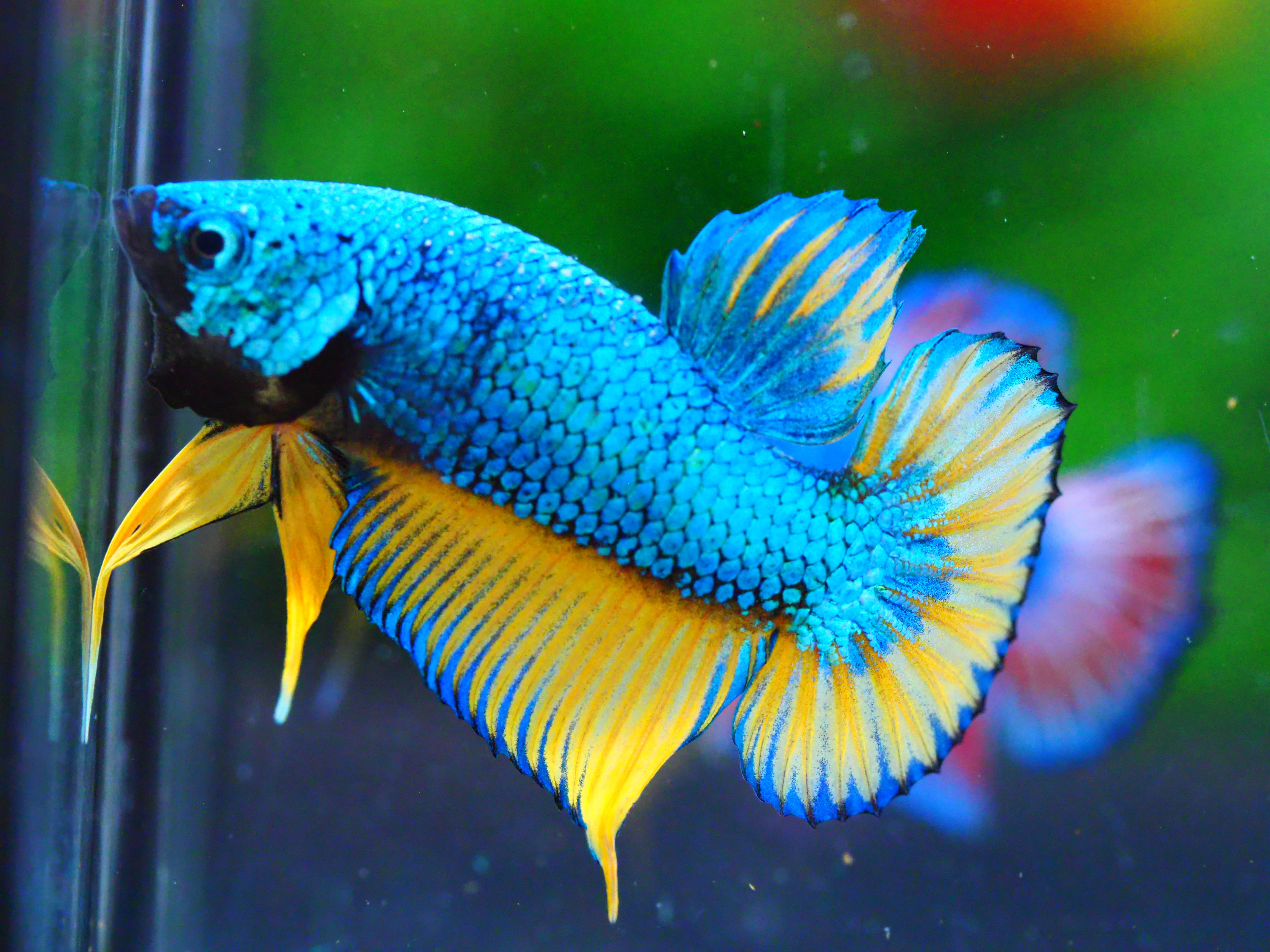 HMPK FANCY MALE GRADE A +++