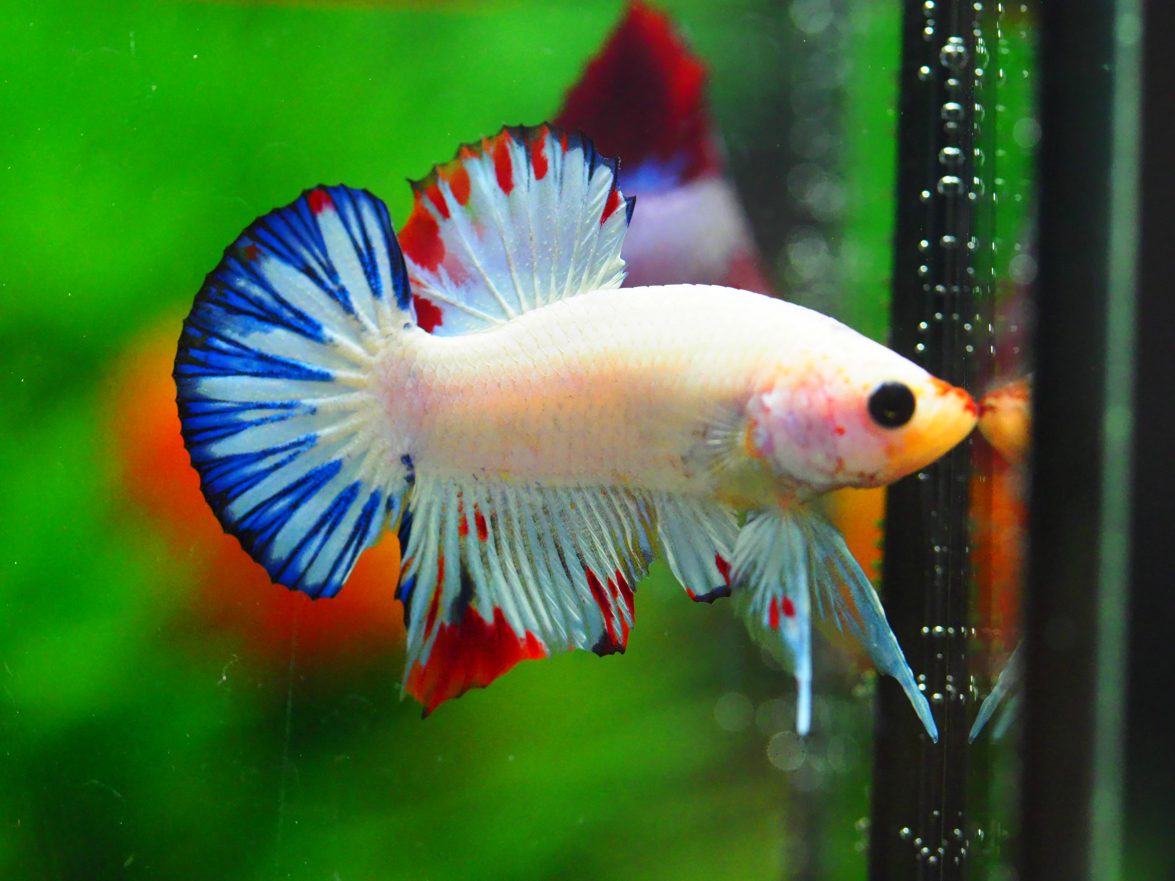 HMPK FANCY MALE GRADE A +++