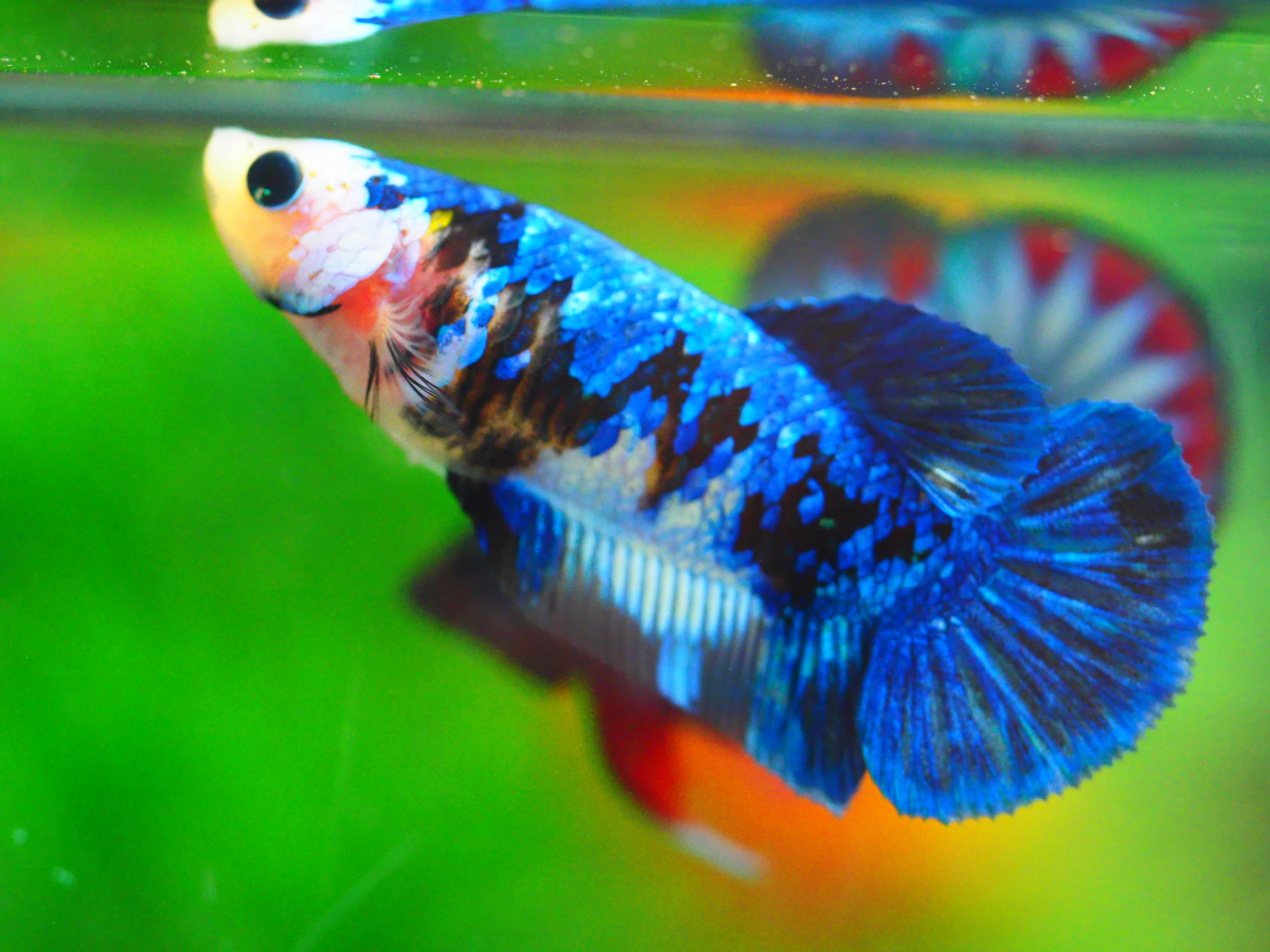 HMPK KOI GALAXY FNMALE GRADE A +++