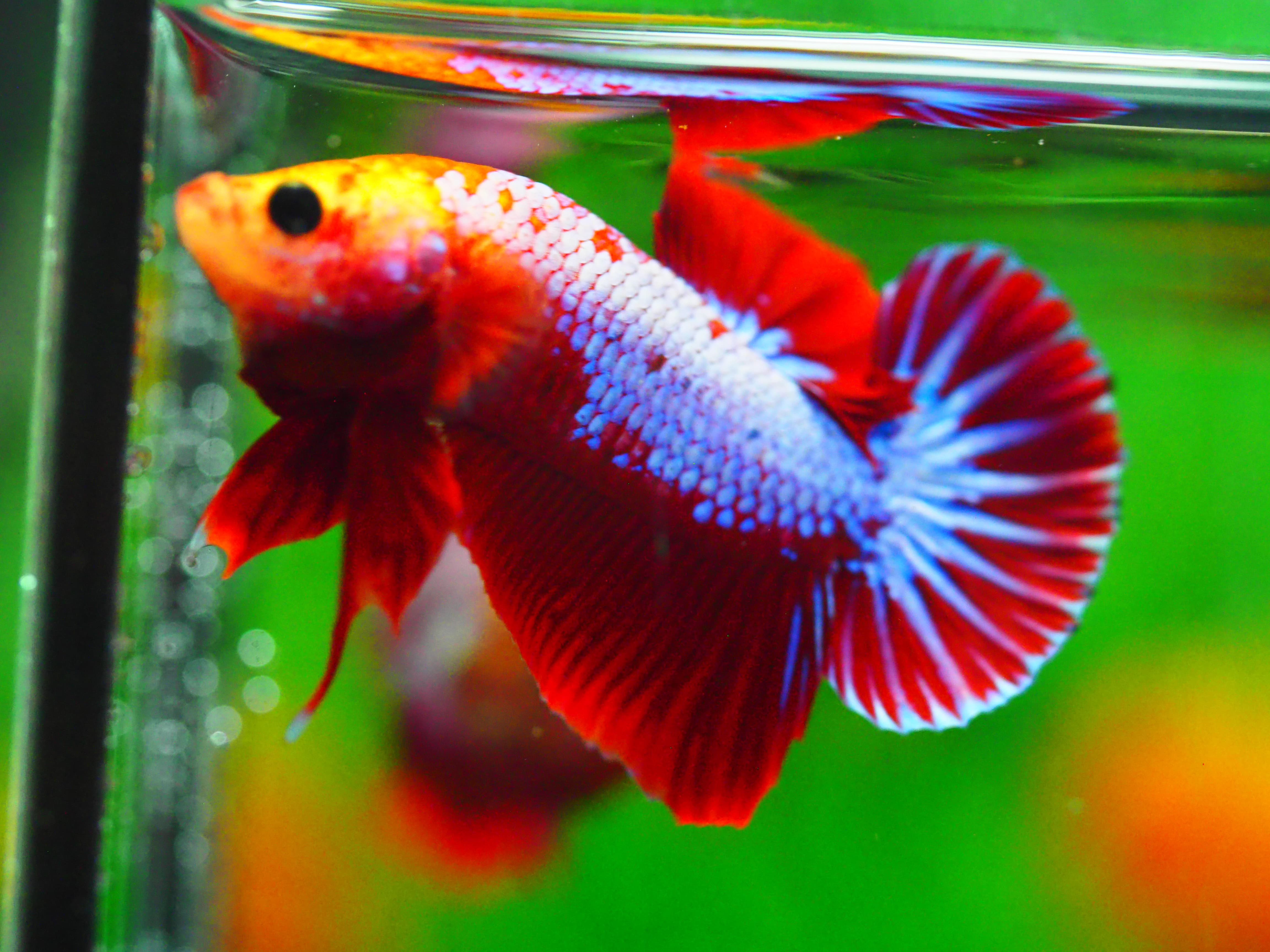 HMPK FANCY MALE GRADE A +++