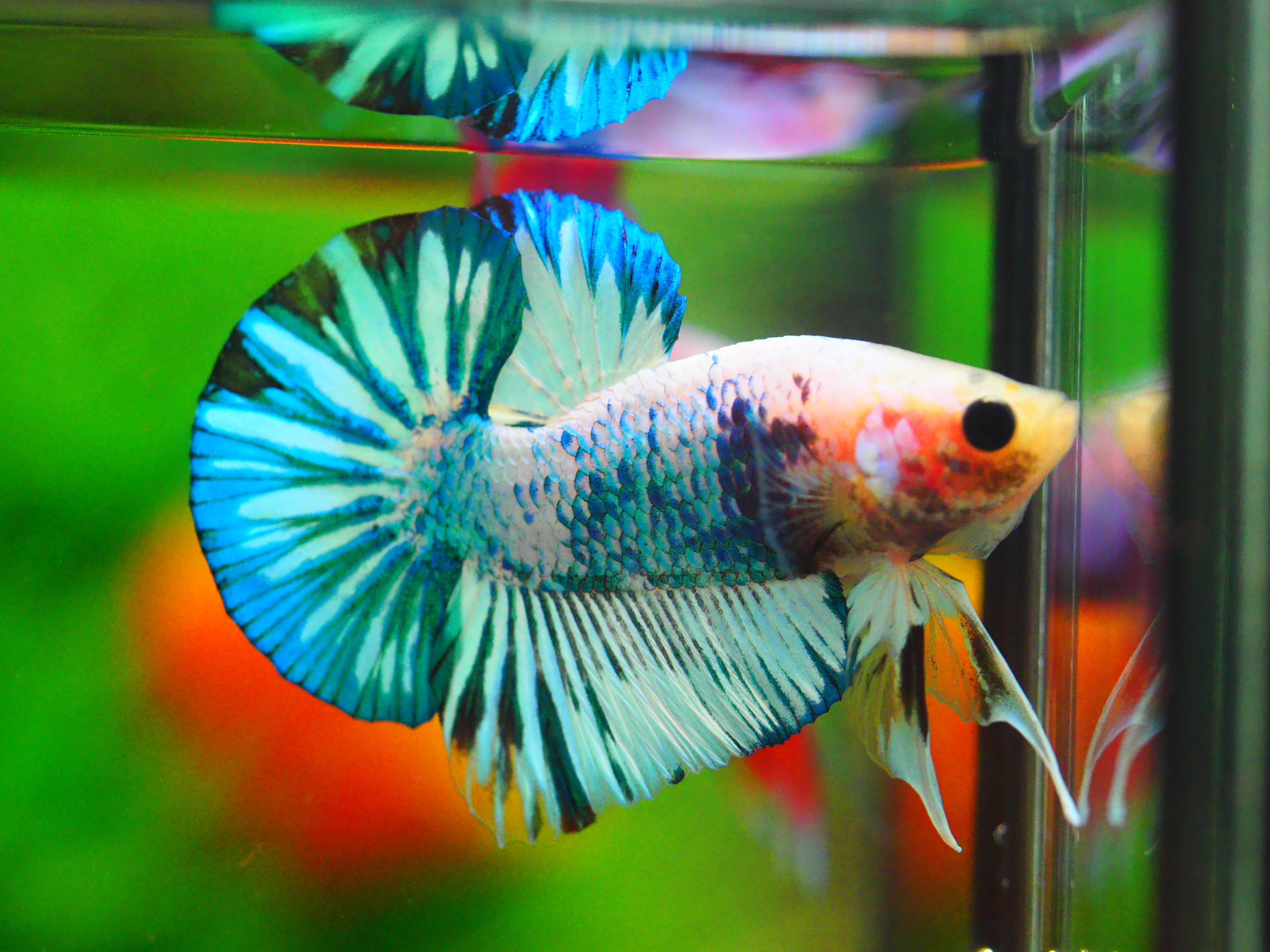 HMPK FANCY MALE GRADE A +++