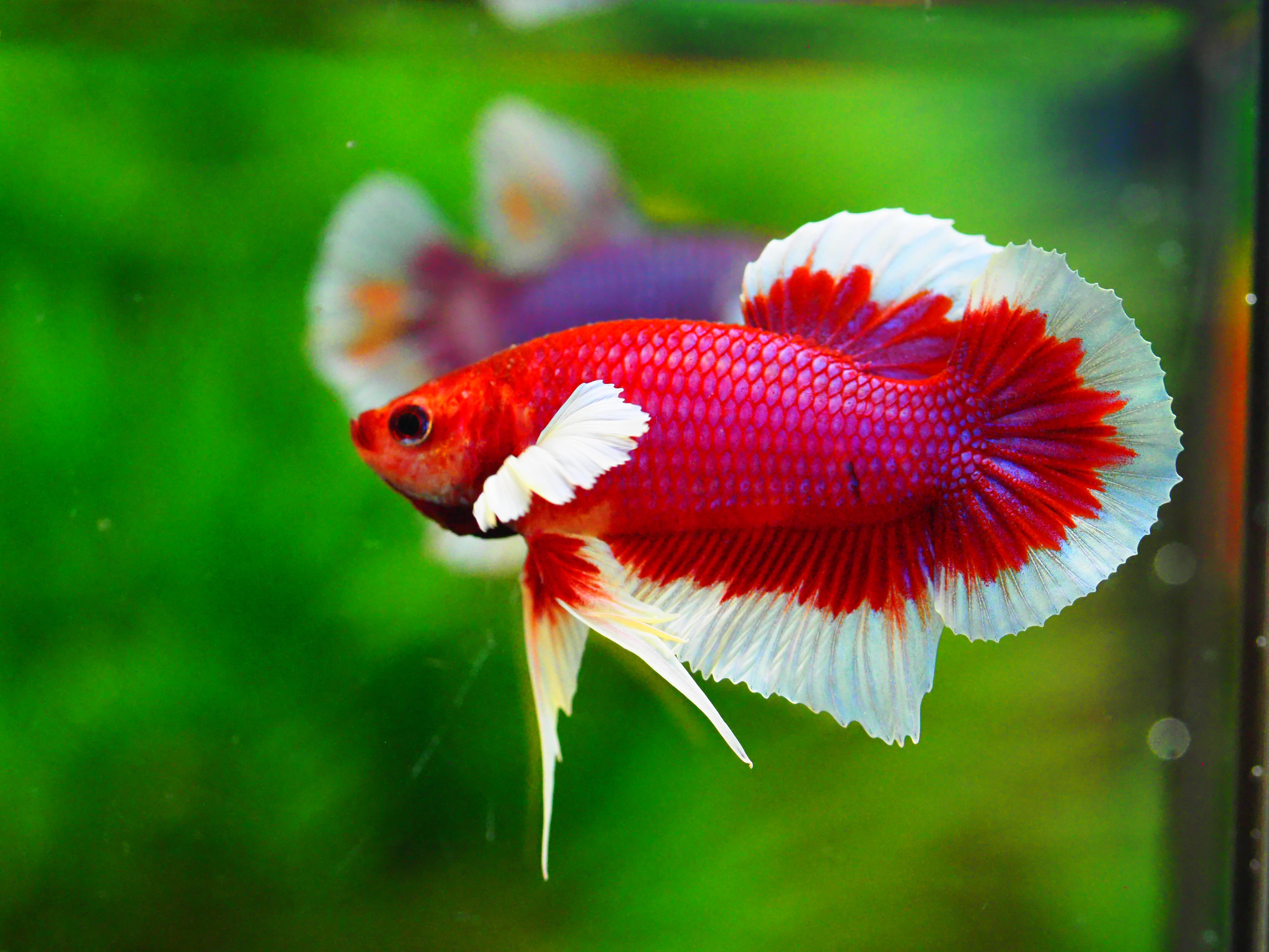 HMPK DUMBO MALE มีหูข้างเดียว