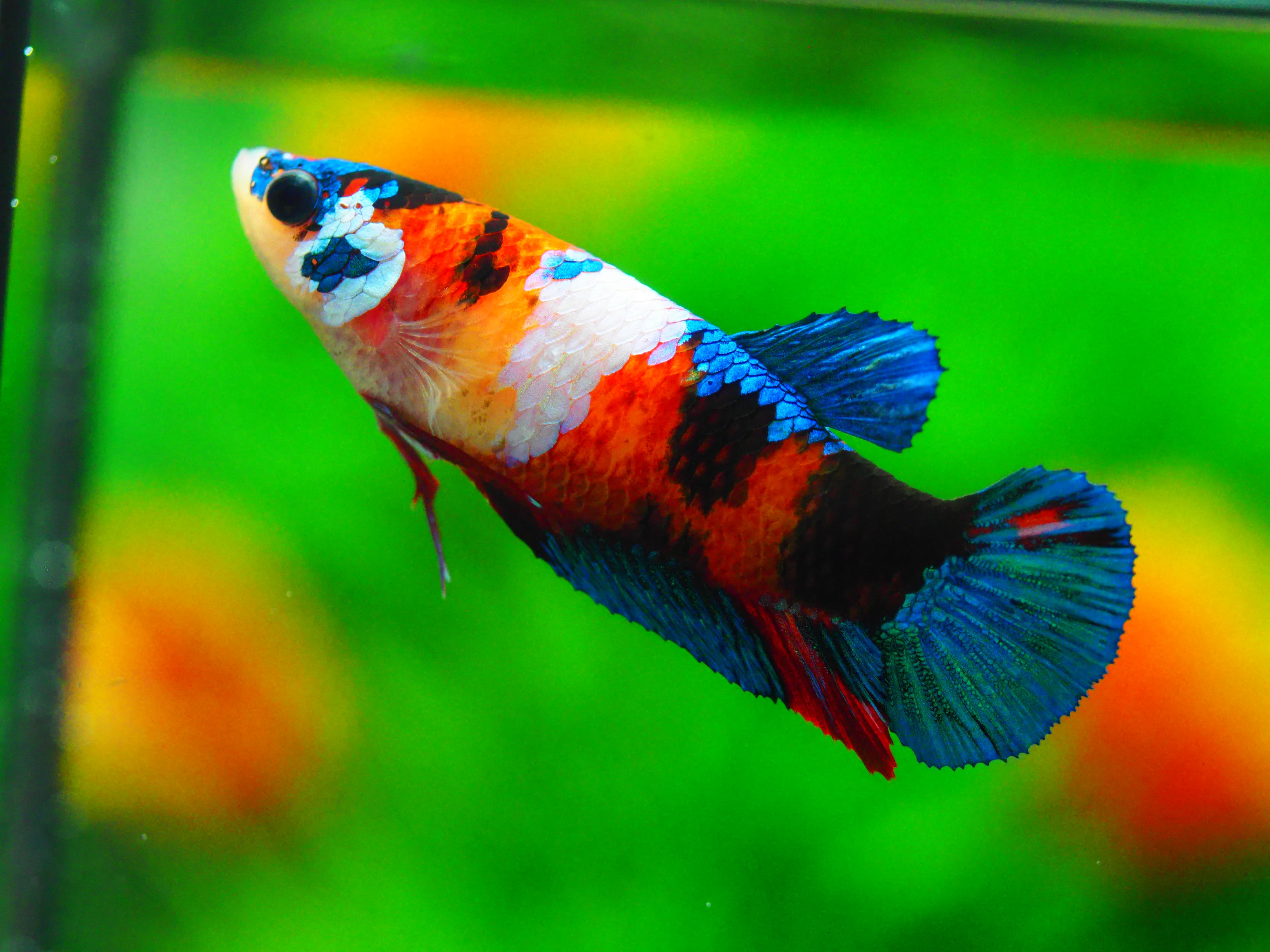 HMPK KOI GALAXY FN MALE GRADE A +++