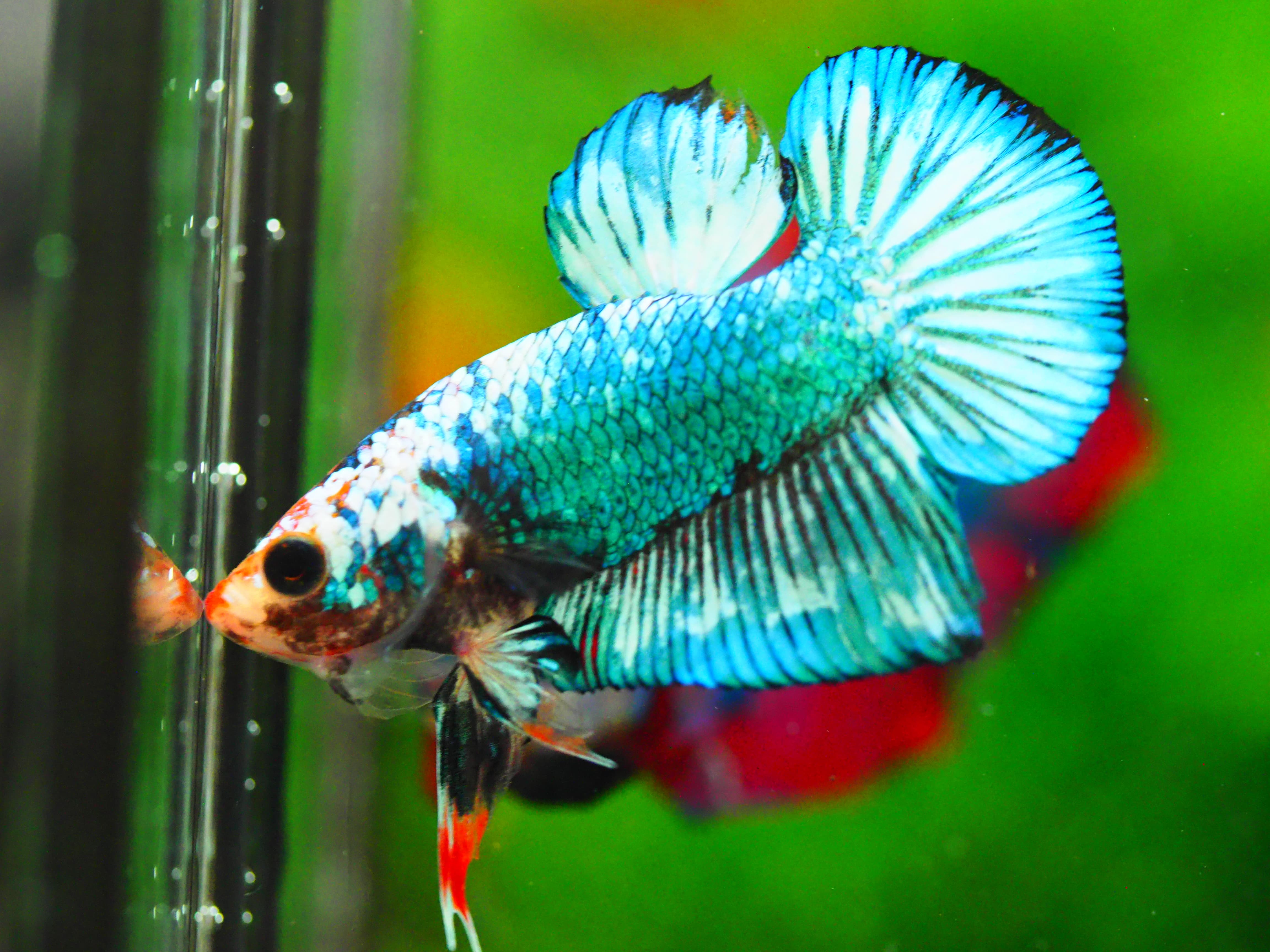 HMPK FANCY MALE GRADE A +++