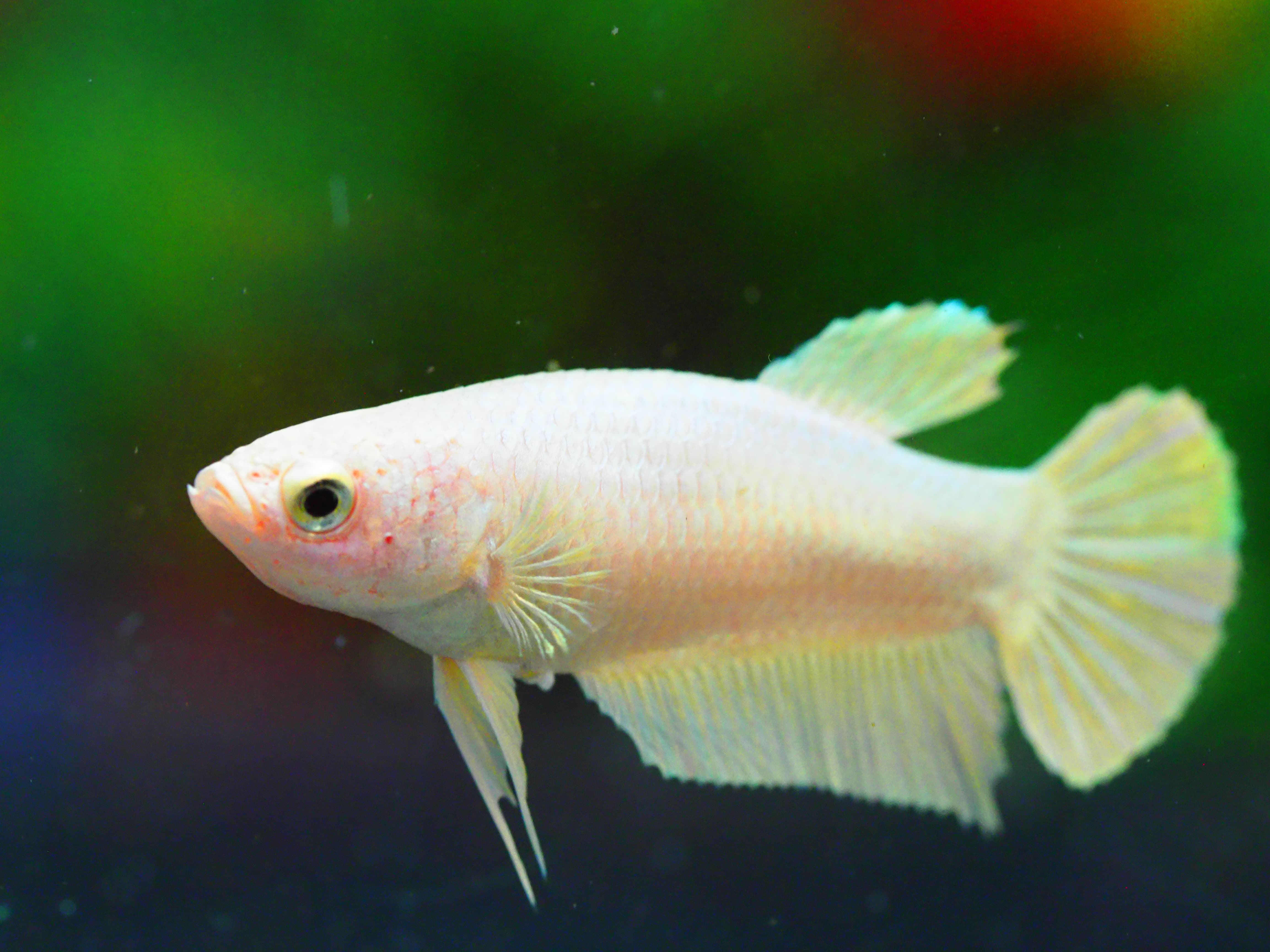 HMPK GOLD FNMALE GRADE A +++