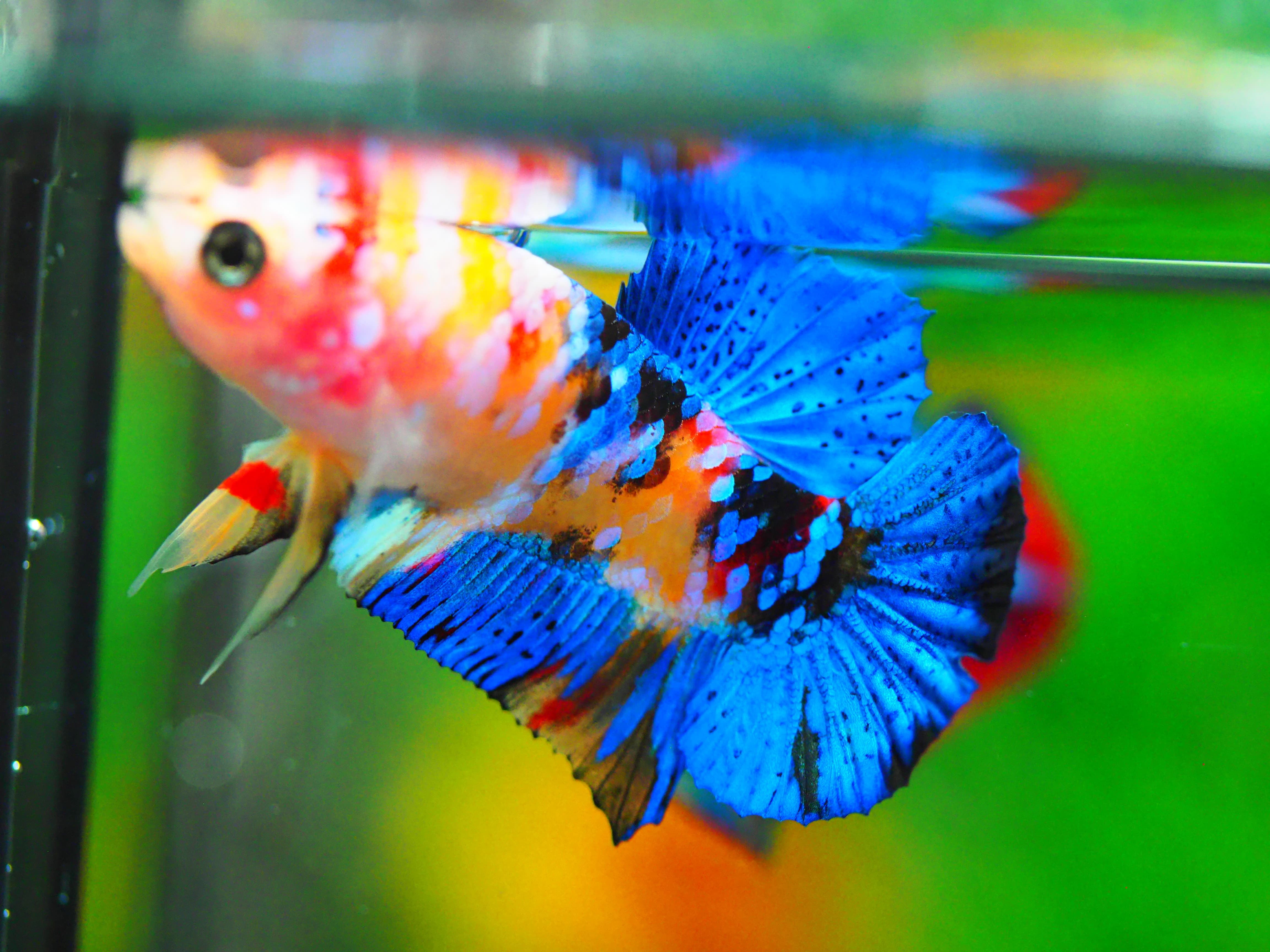 HMPK KOI GALAXY MALE GRADE A +++