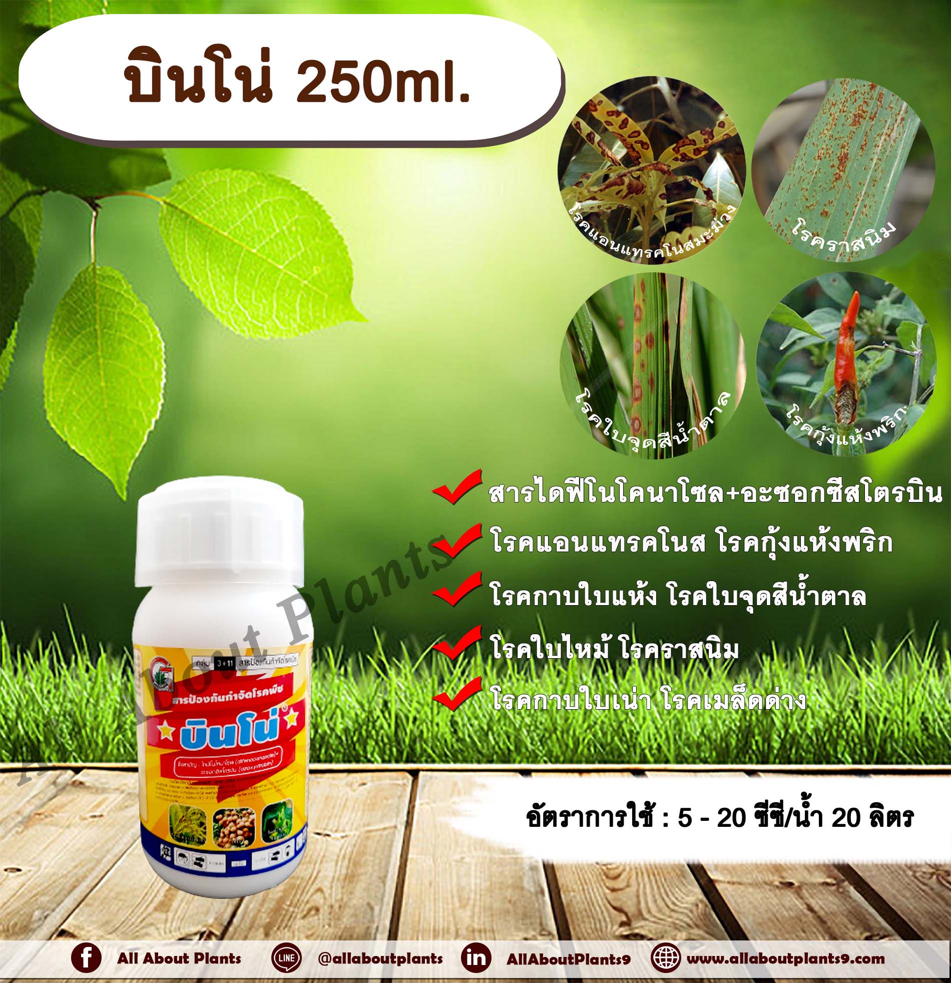 บินโน่ 250ml. ไดฟีโนโคนาโซล+อะซอกซีสโตรบิน สารป้องกันกำจัดโรคพืช กำจัดเชื้อรา โรคกาบใบแห้ง กาบใบเน่า ใบจุดสีน้ำตาล โรคเมล็ดด่าง โรคแอนแทคโนส โรคกุ้งแห้งพริก โรคราสนิม โรคใบไหม้ โรคใบจุด กรีนลีฟส์ allaboutplants ขวด