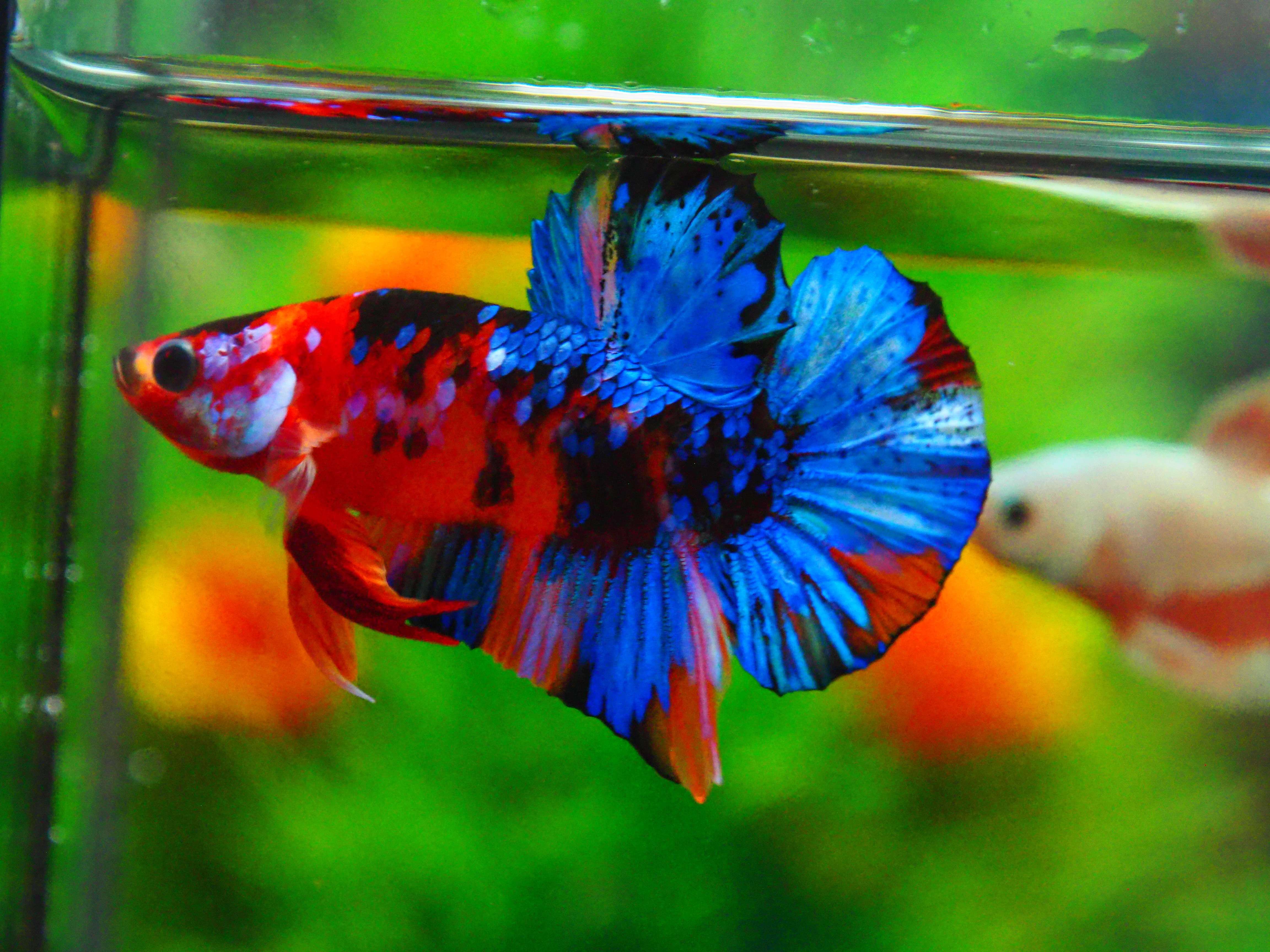 HMPK KOI GALAXY MALE GRADE A +++