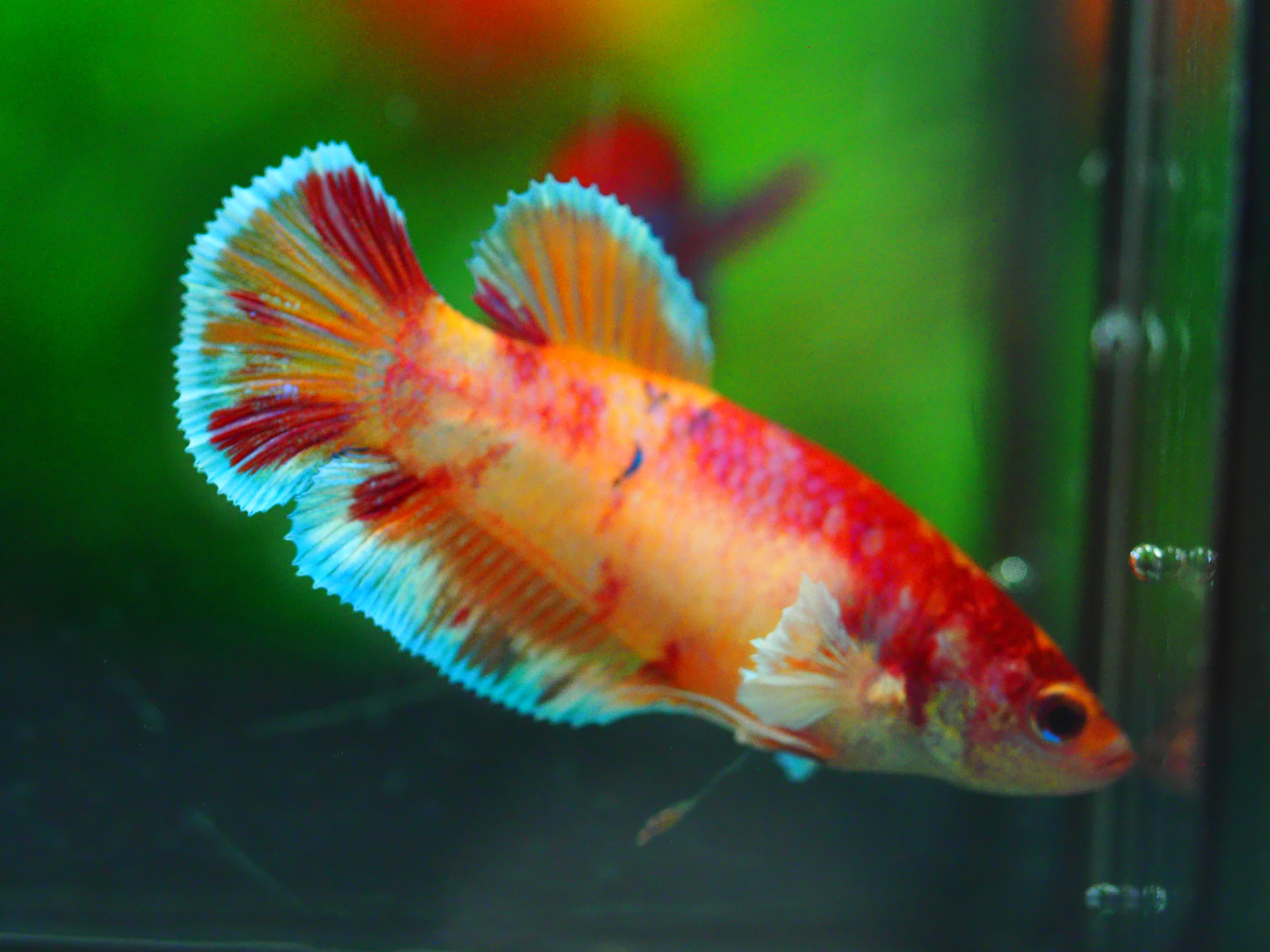 HMPK NEMO GLAXY GRADE A++ FEMALE