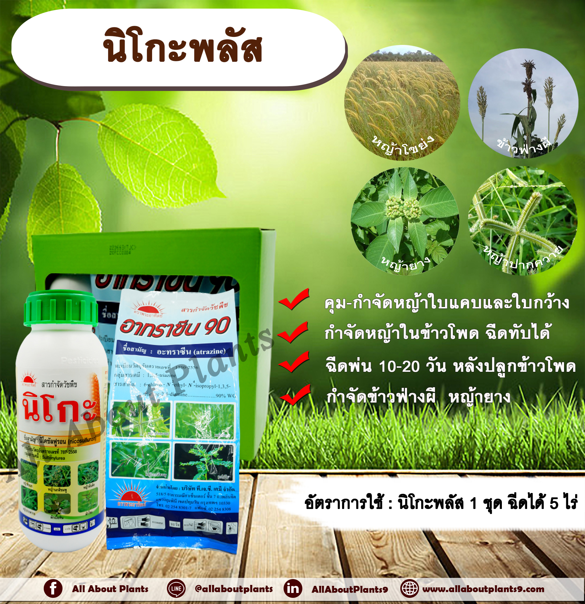 นิโกะพลัส (นิโคซัลฟูรอน + อาทราซีน) สารกำจัดวัชพืช สารคุมวัชพืช ในข้าวโพด กำจัดข้าวฟ่างผี หญ้าโขย่ง หญ้าปากควาย หญ้ายาง หญ้าตีนติด หญ้าตีนกา allaboutplants ชิ้น