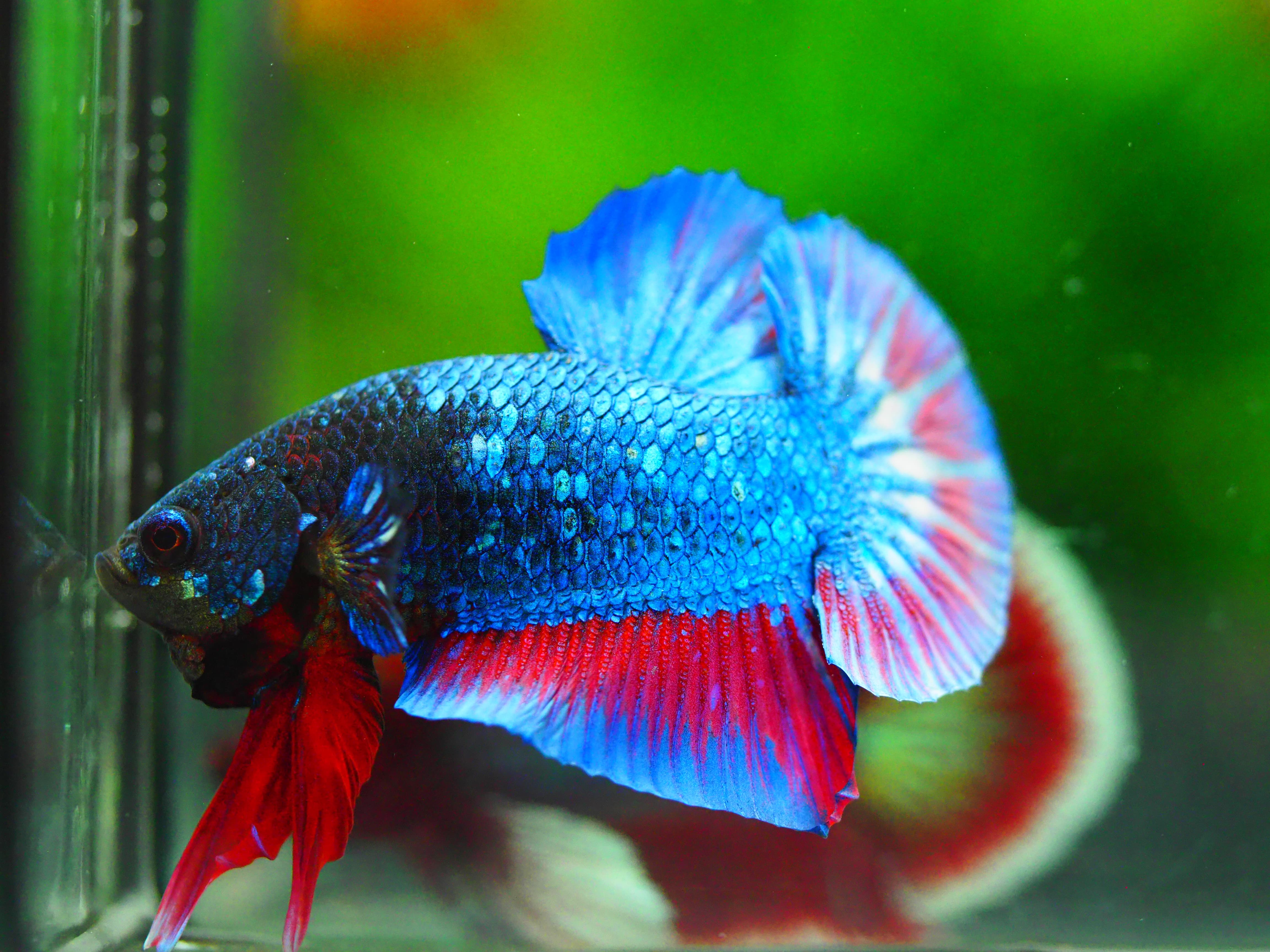 HMPK FANCY MALE GRADE A +++