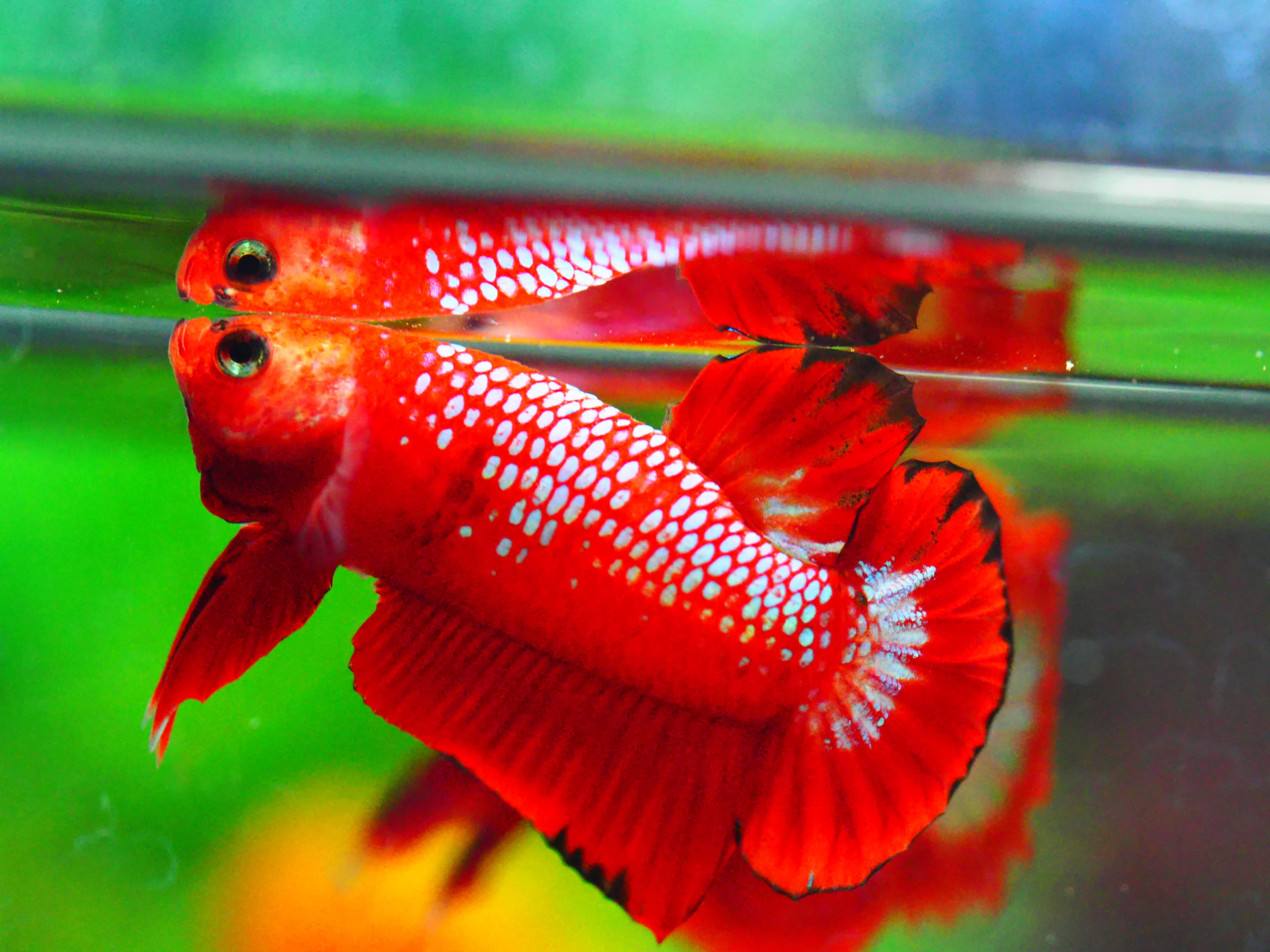 HMPK HELLBOY MALE GRADE A +++