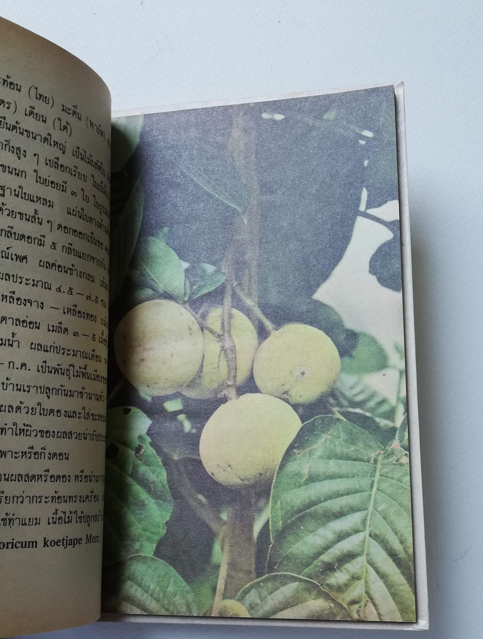 มีหลายภาพ, หนังสือชุดความรู้ไทยขององค์การค้าคุรุสภา "ผลไม้เมืองไทย" โดย ทวีศักดิ์ บุญเกิด พิมพ์ครั้งที่ 2 ปี 2527