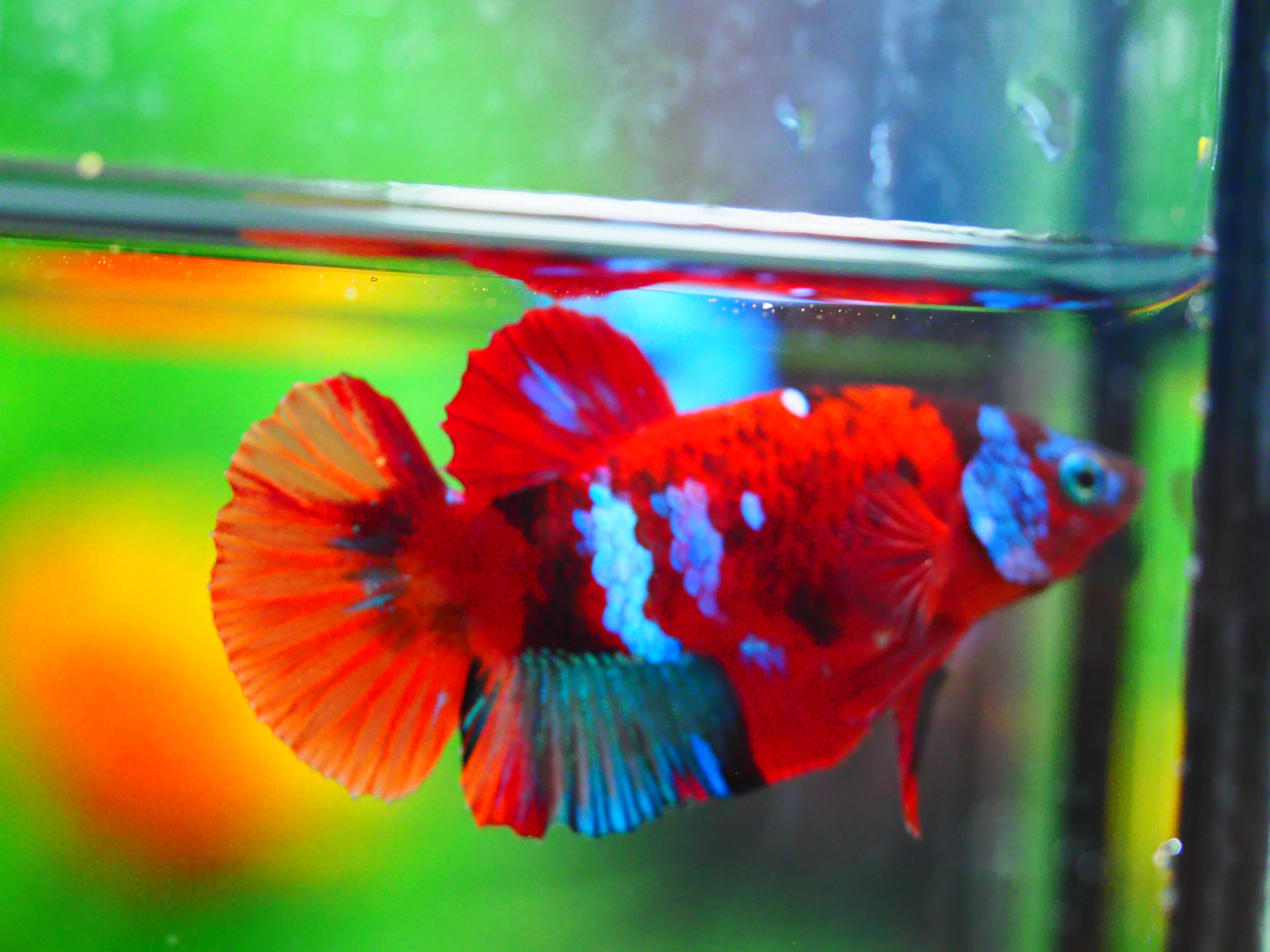 HMPK NEMO GALAXY MALE GRADE A +++