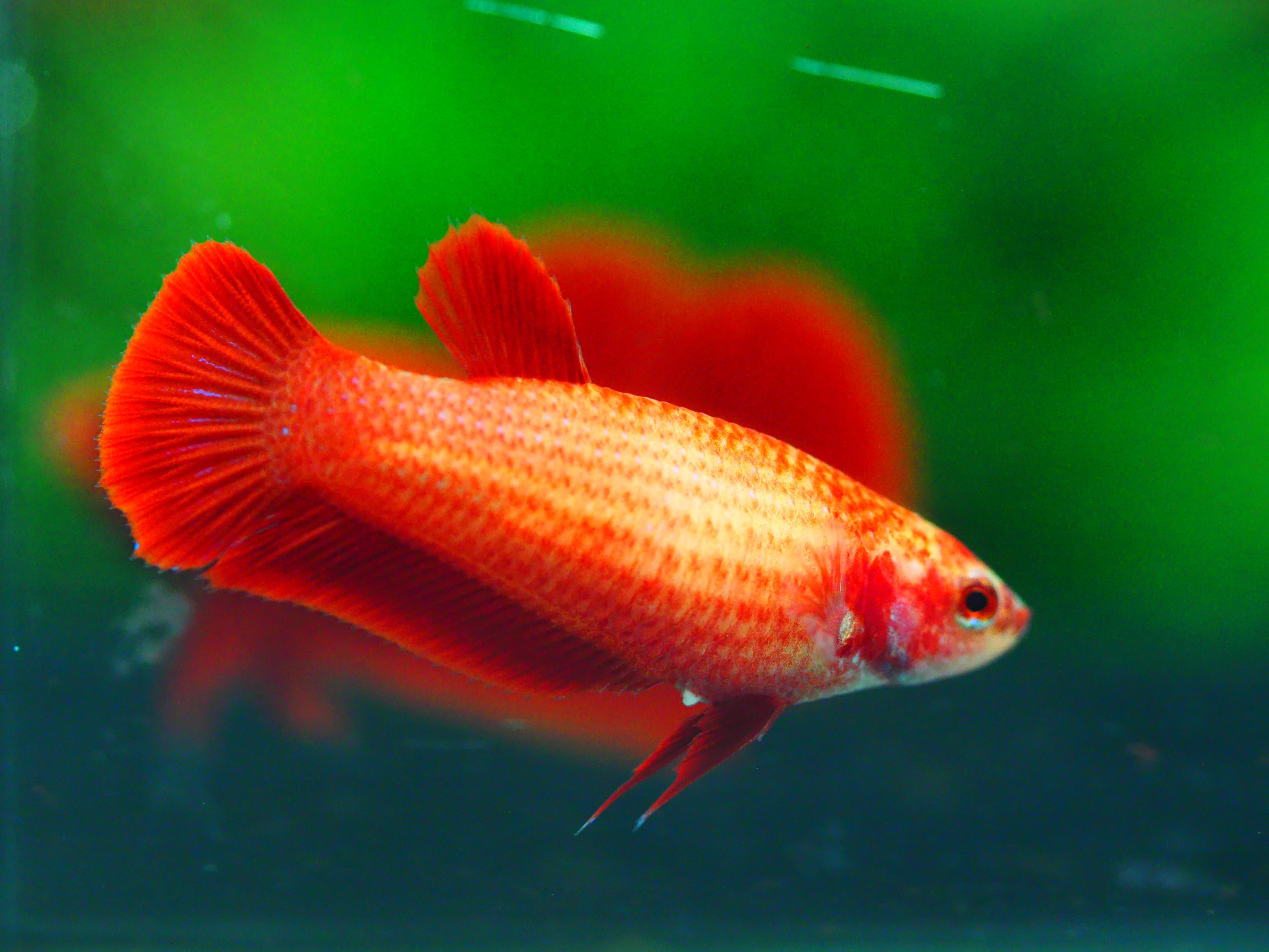 HMPK RED FEMALE GRADE A +++