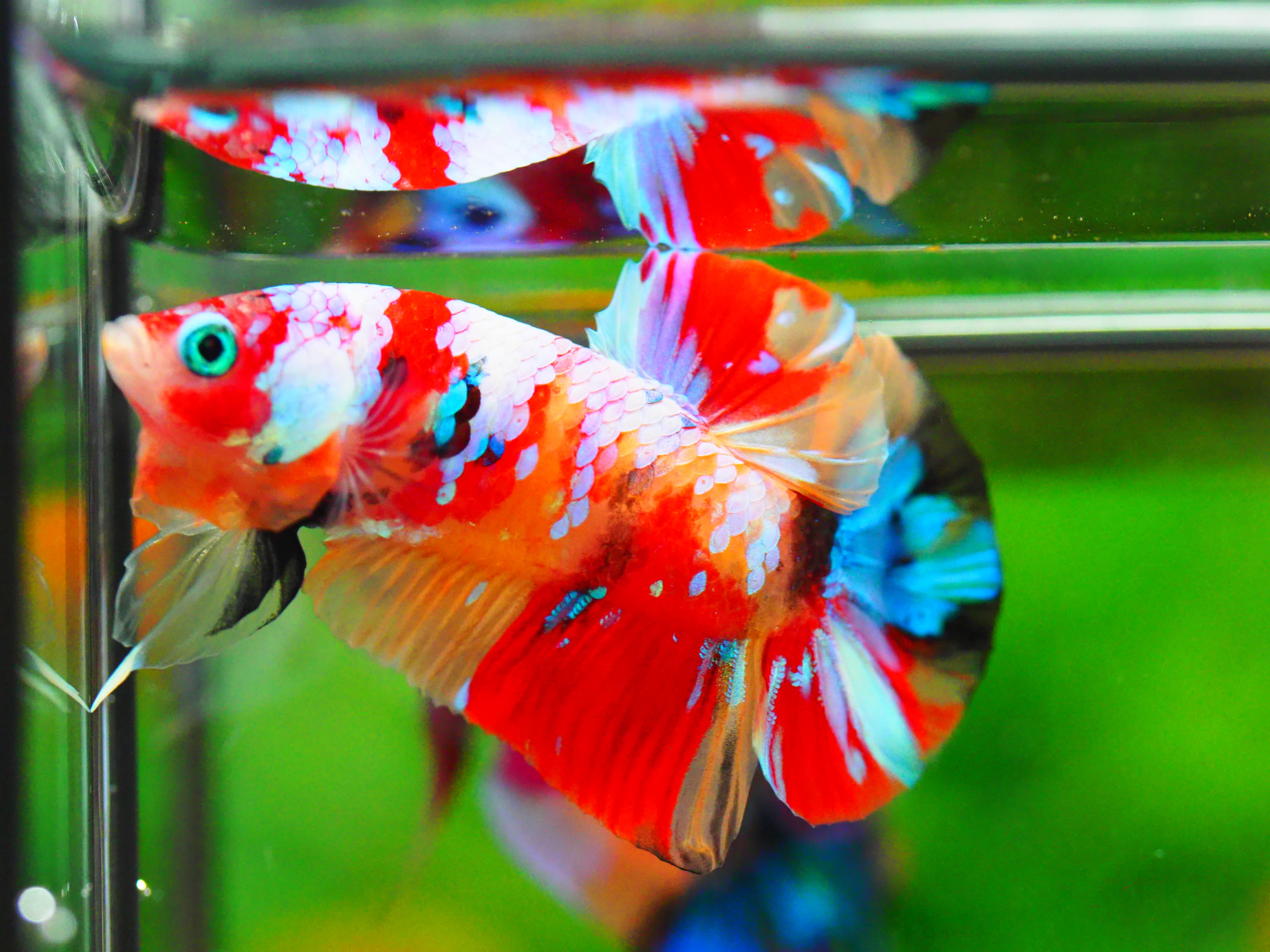 HMPK NEMO GALAXY MALE GRADE A +++