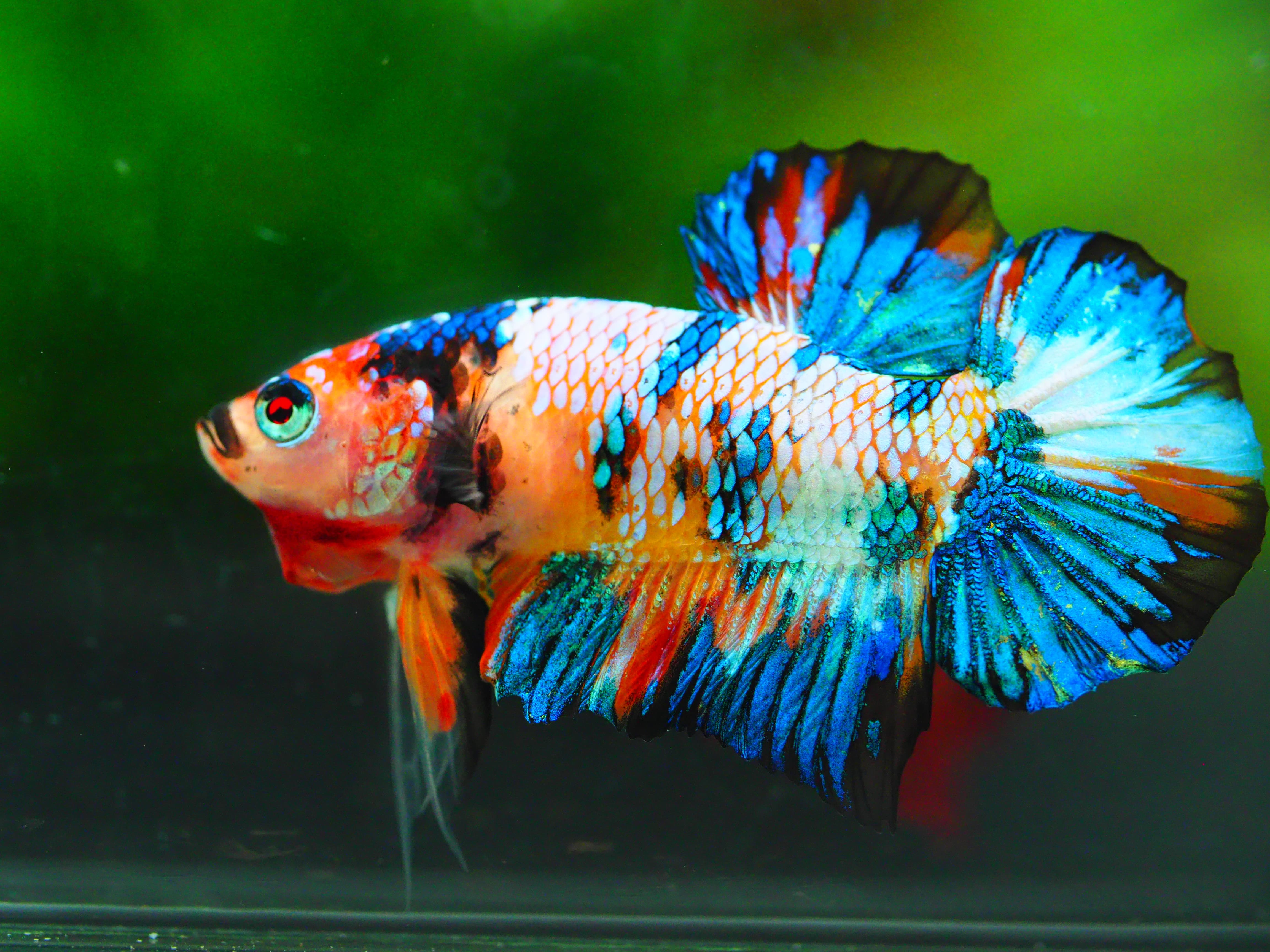 HMPK KOI GALAXY MALE GRADE A +++