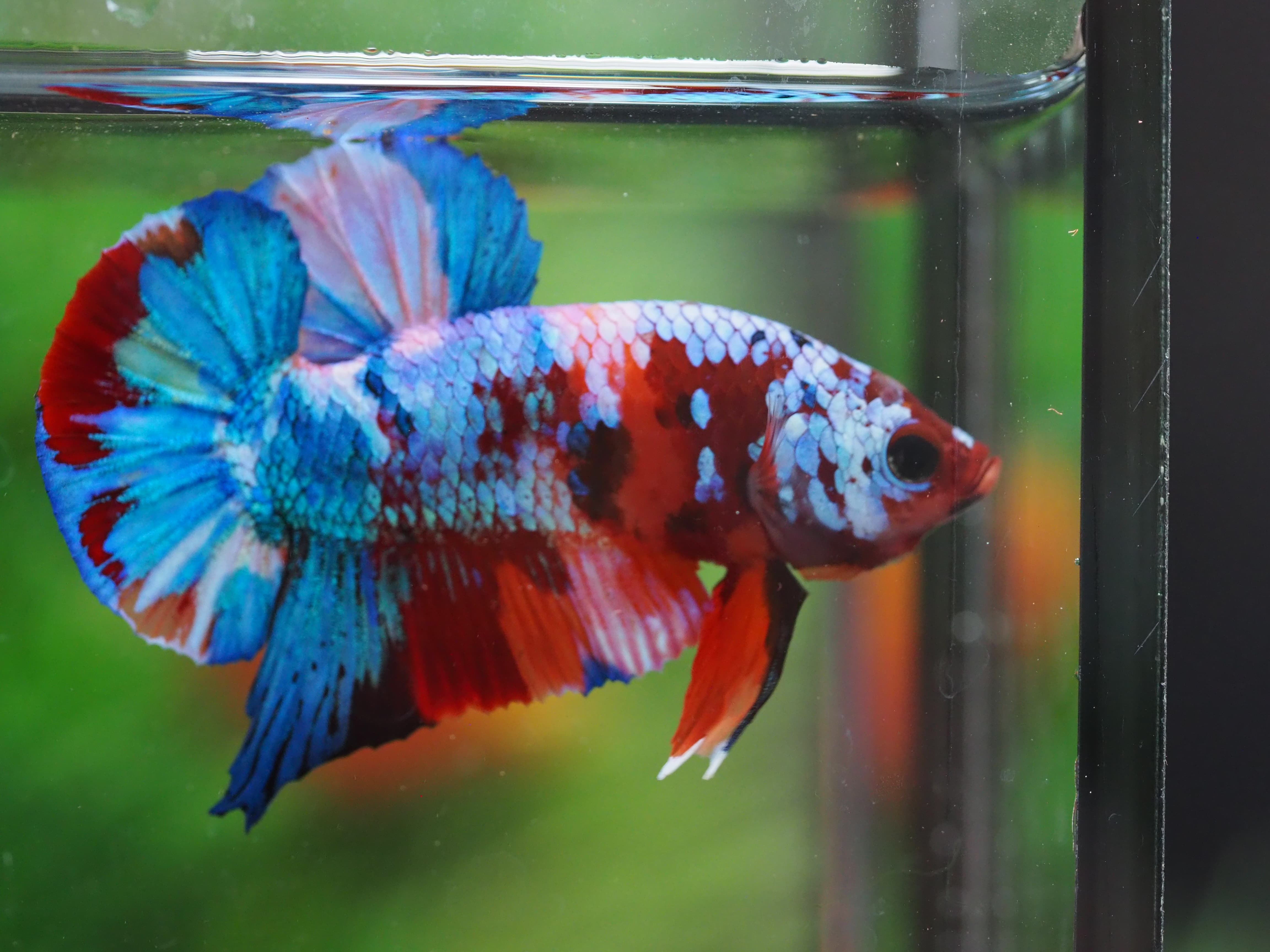 HMPK KOI FANCY MALE GRADE A+++