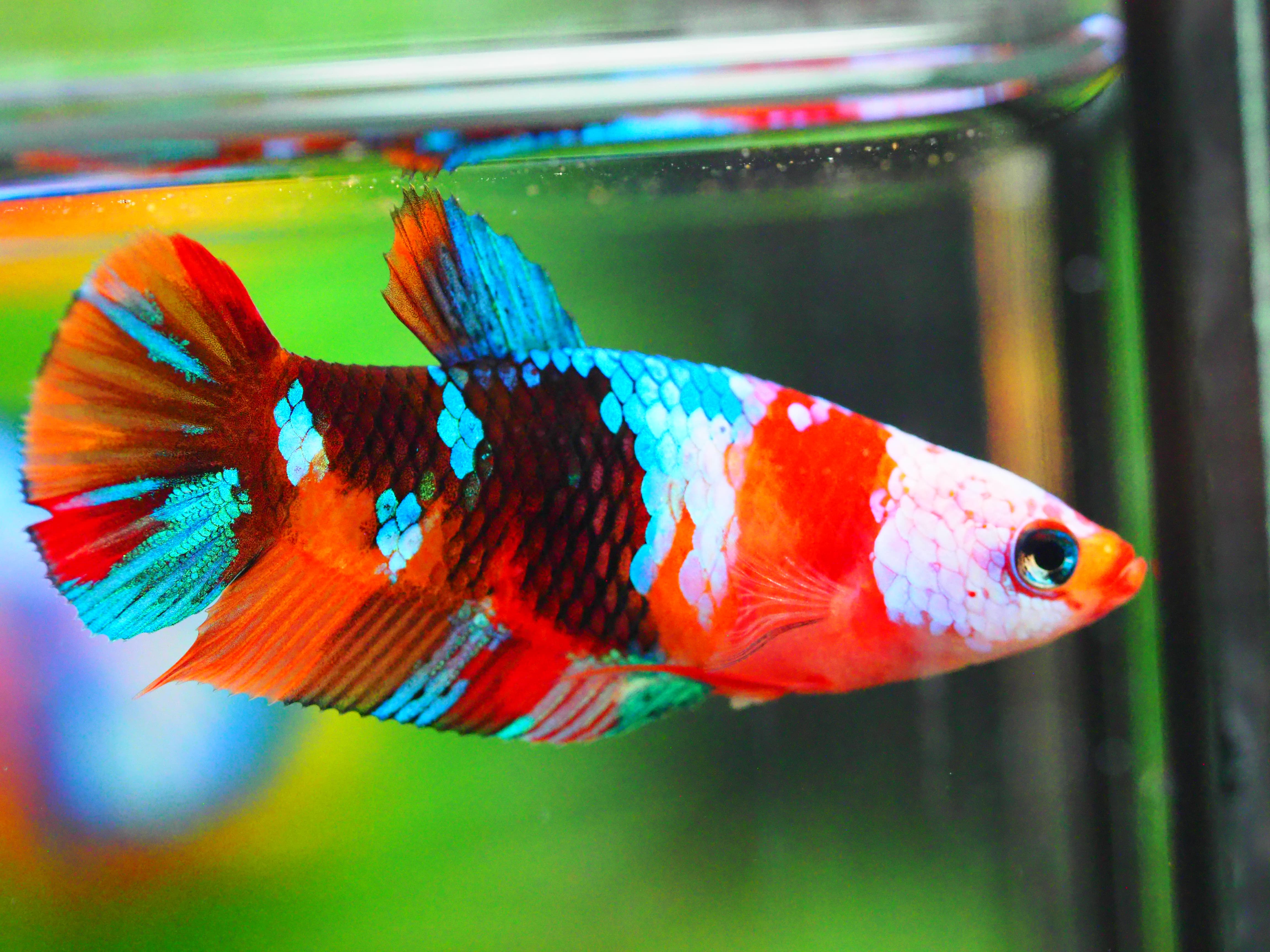 HMPK NEMO GALAXY FNMALE GRADE A +++