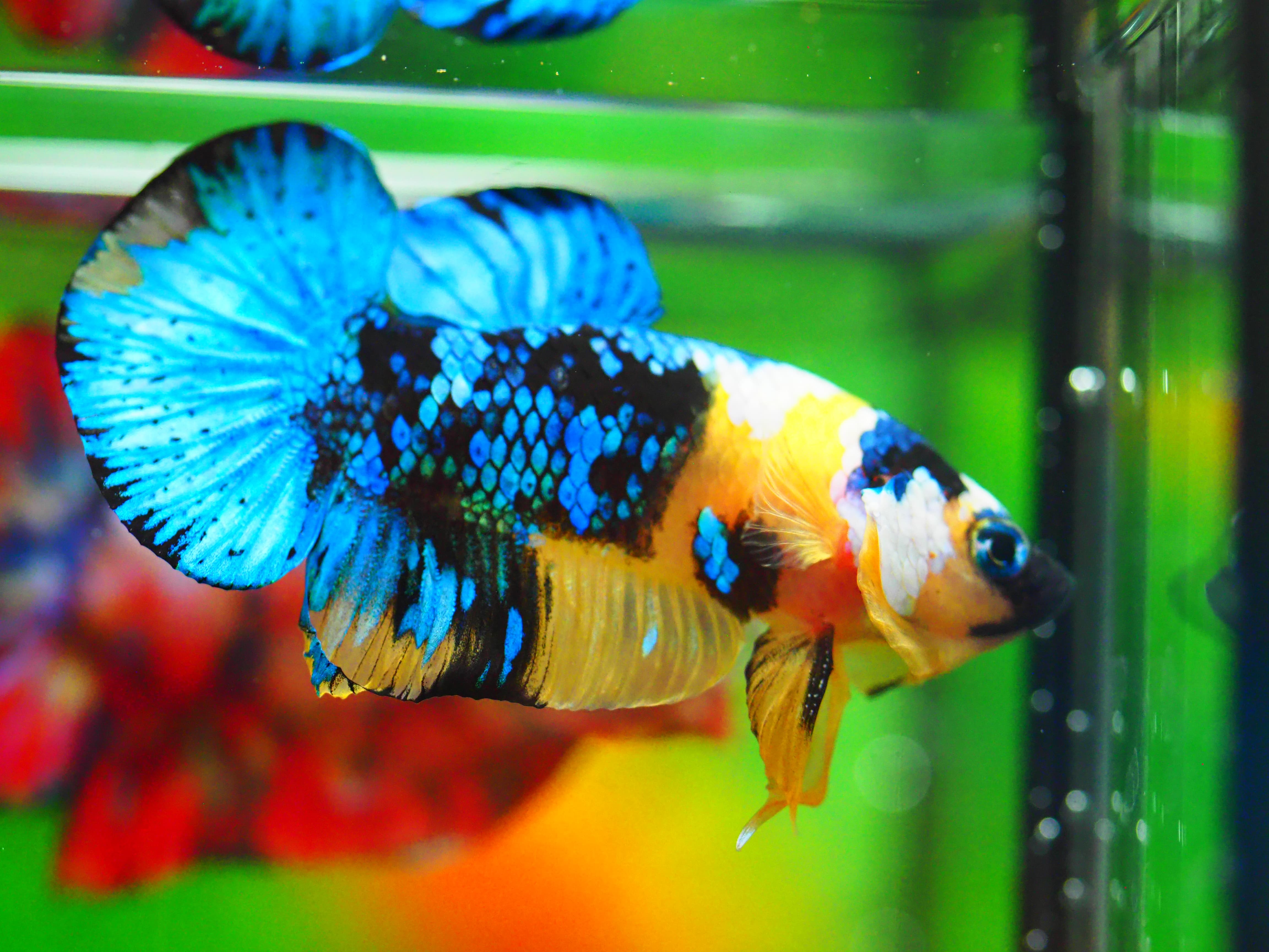 HMPK KOI YELLOW MALE GRADE A +++