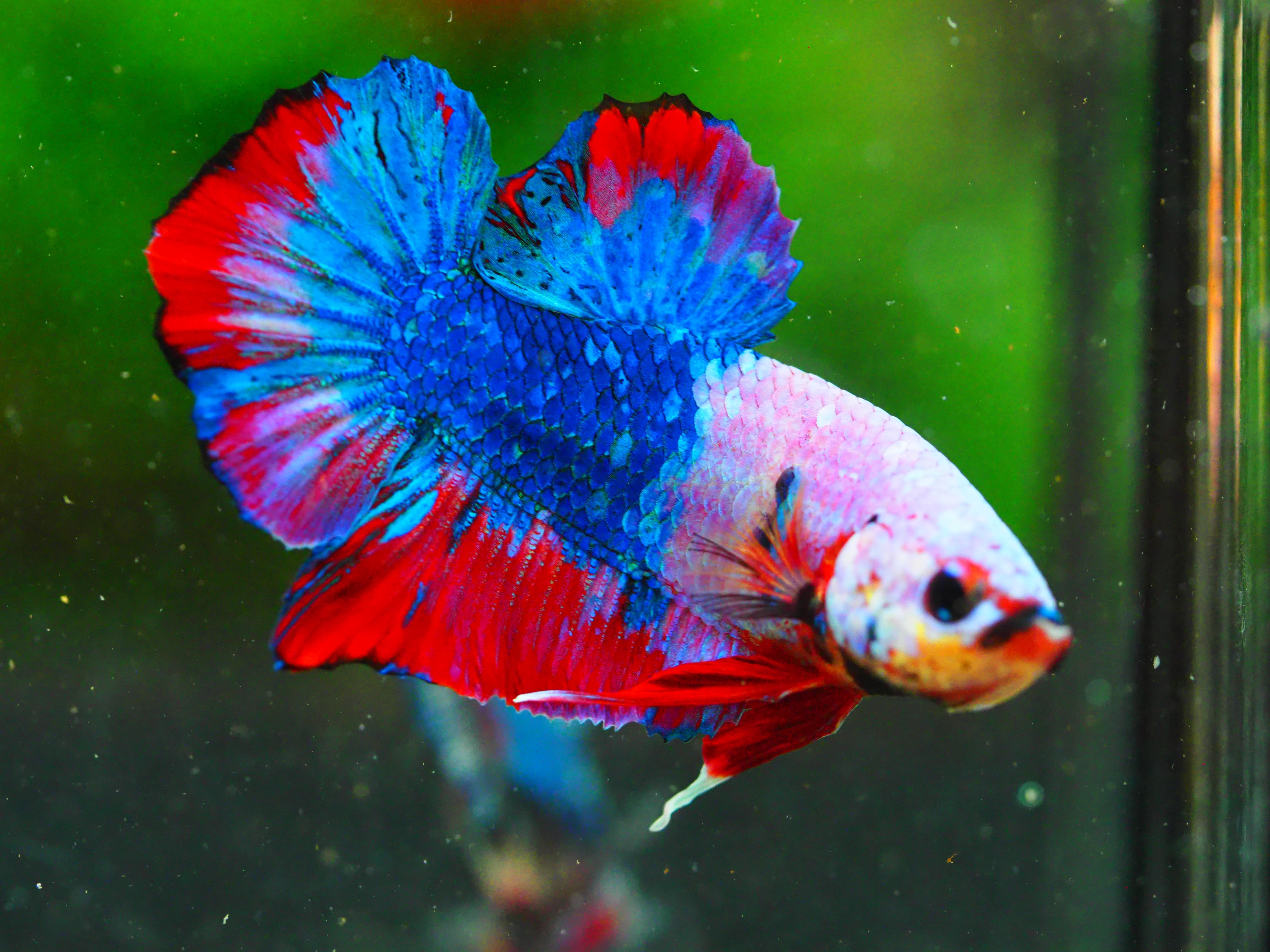 HMPK KOI FANCY MALE GRADE A +++