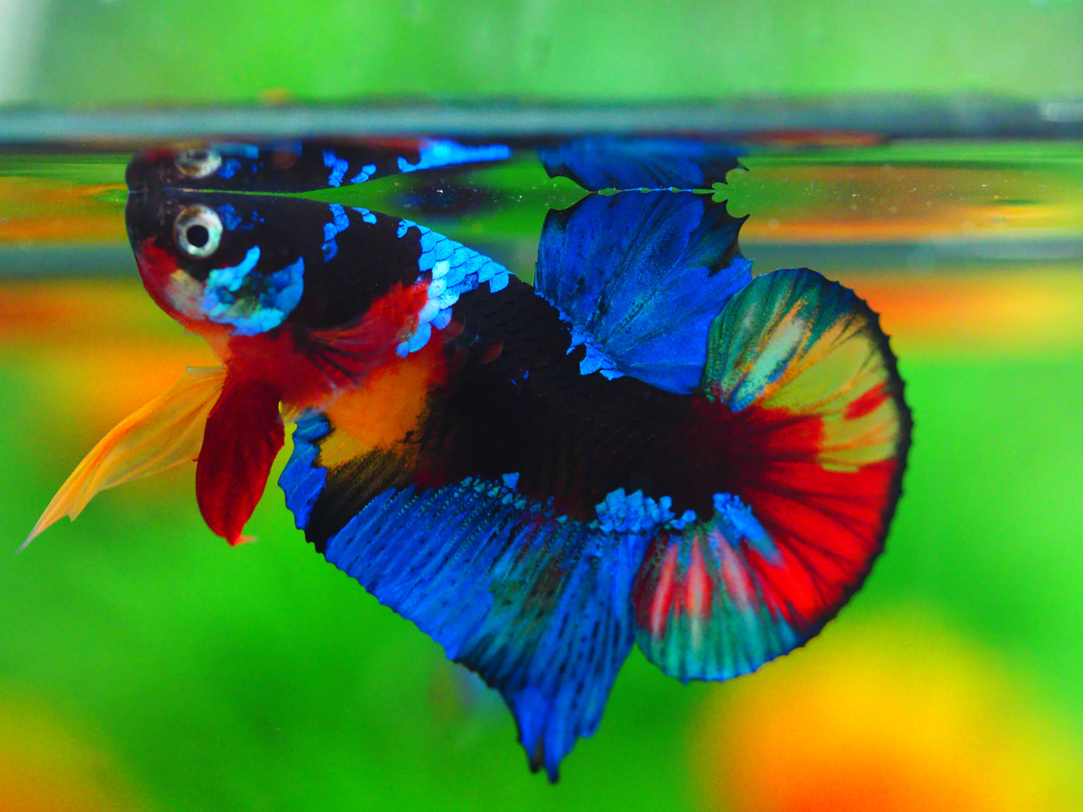 HMPK KOI GALAXY MALE GRADE A +++