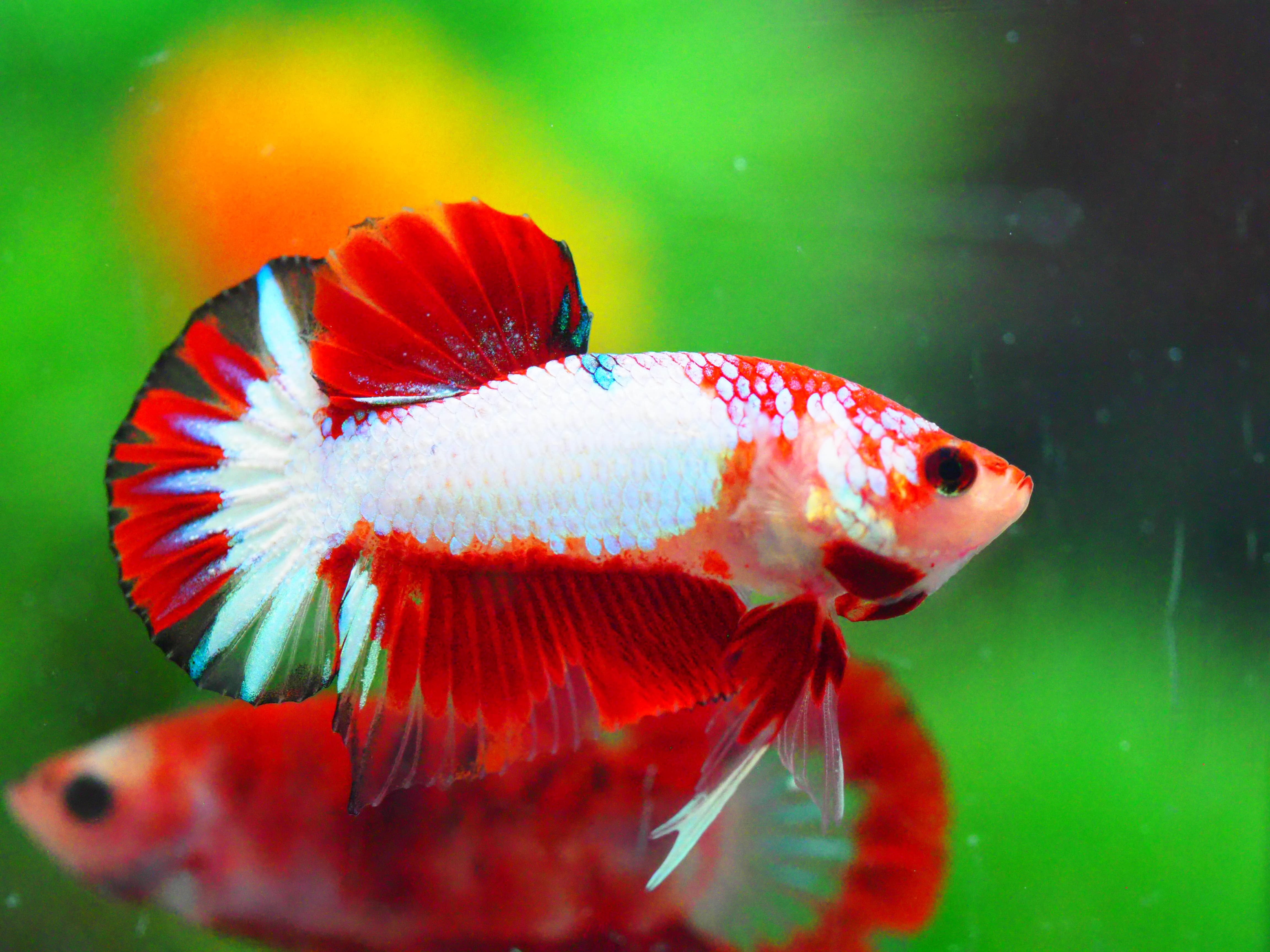 HMPK FANCY MALE GRADE A +++