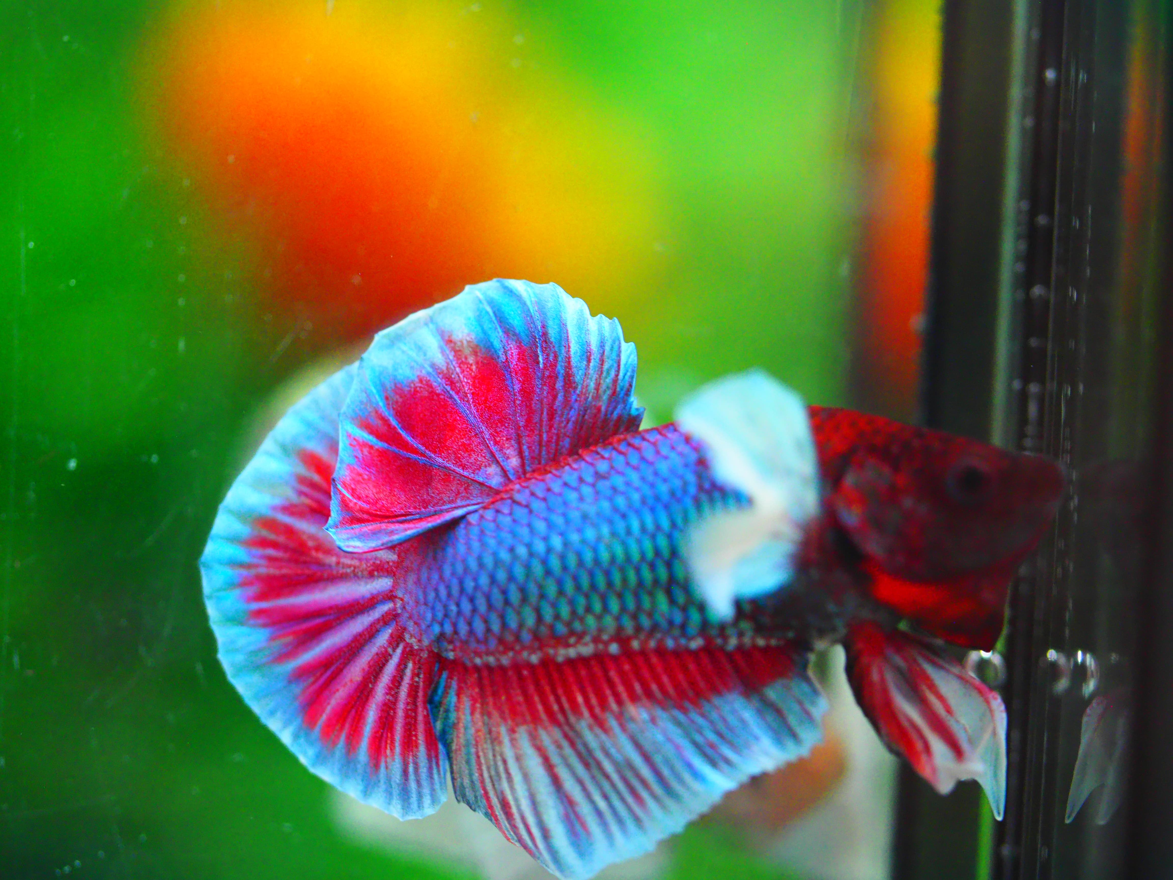 HMPK DUMBO MALE GRADE A +++