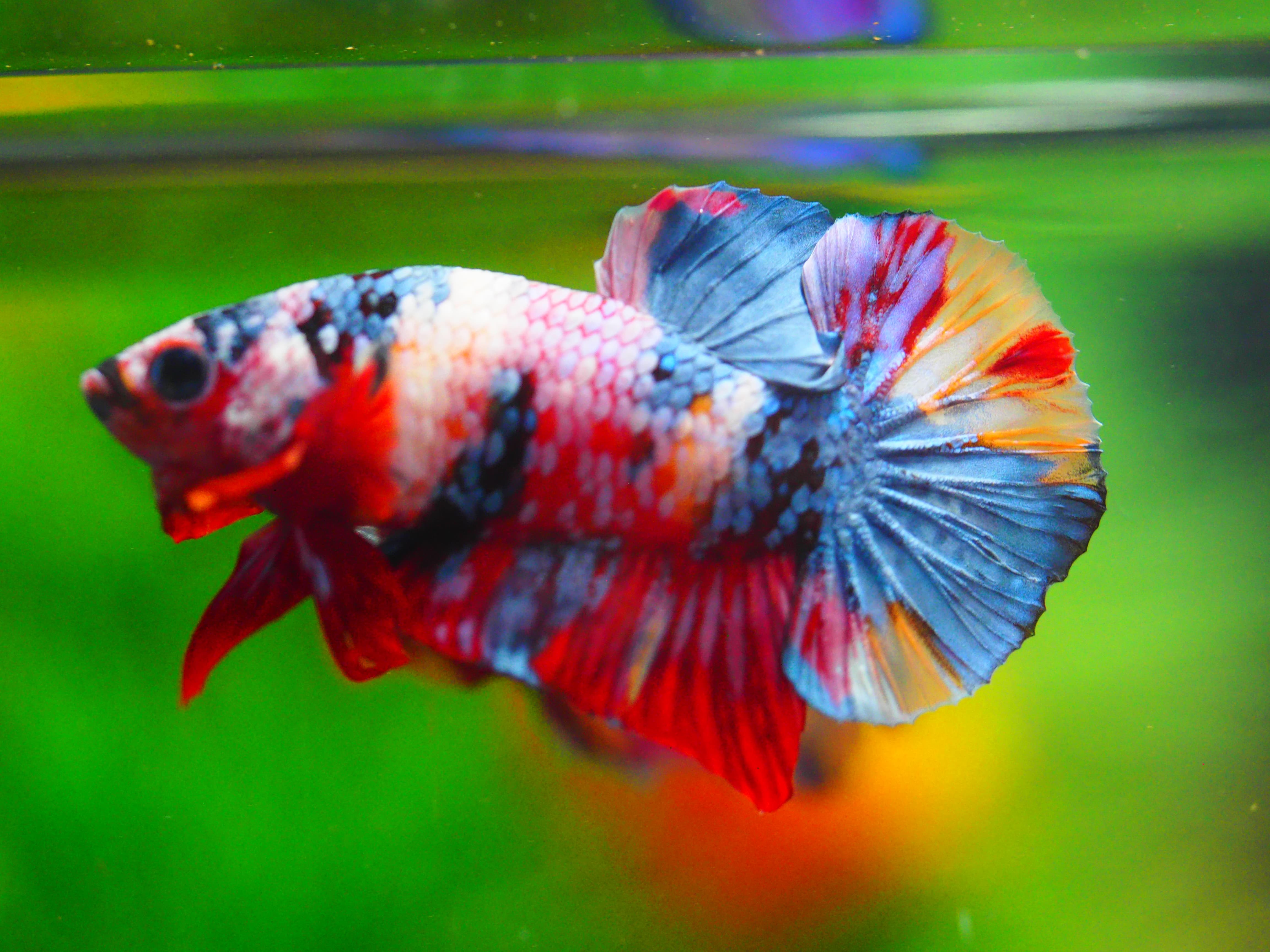 HMPK KOI GALAXY MALE GRADE A++