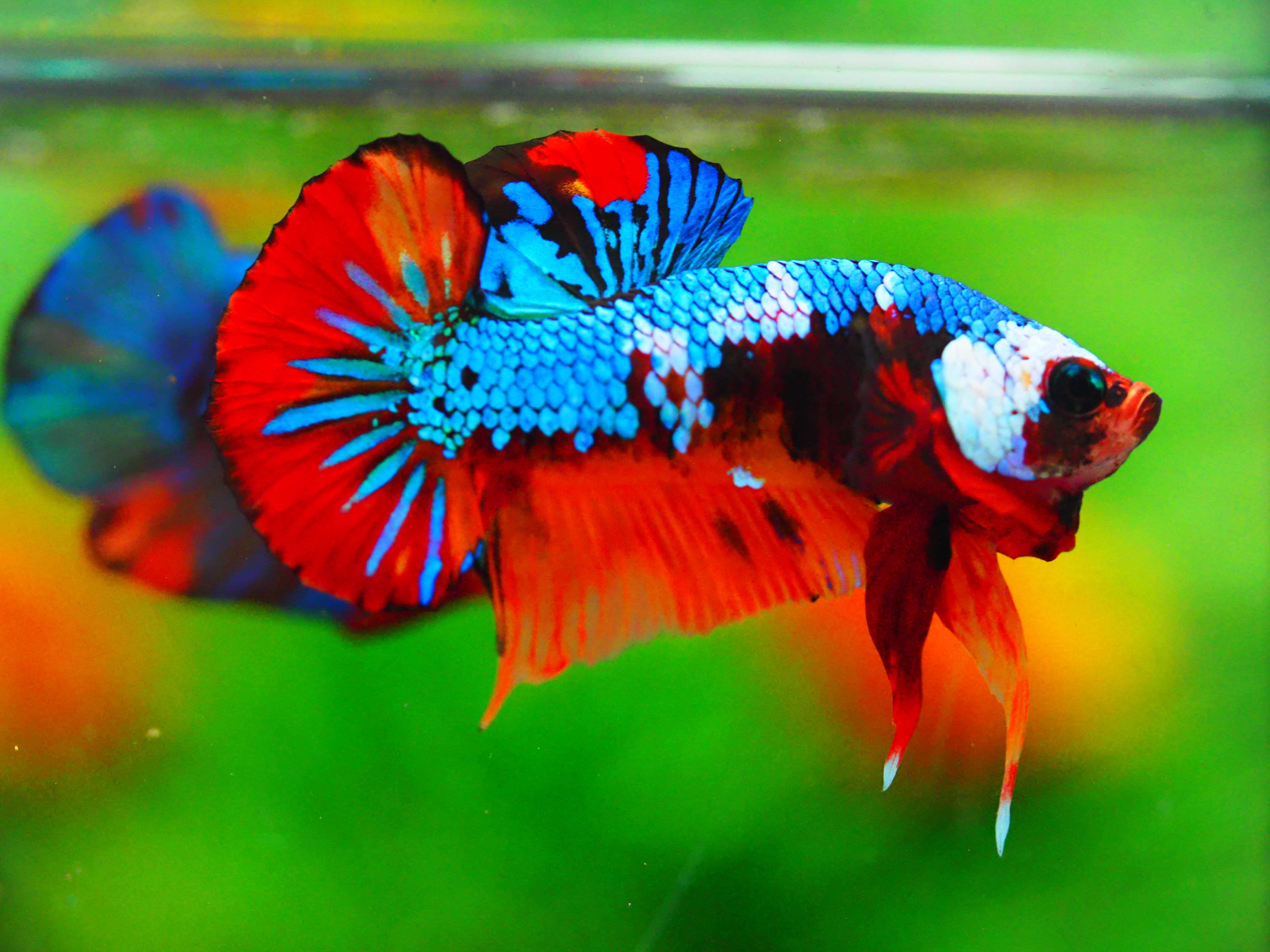 HMPK NEMO GALAXY MALE GRADE A +++