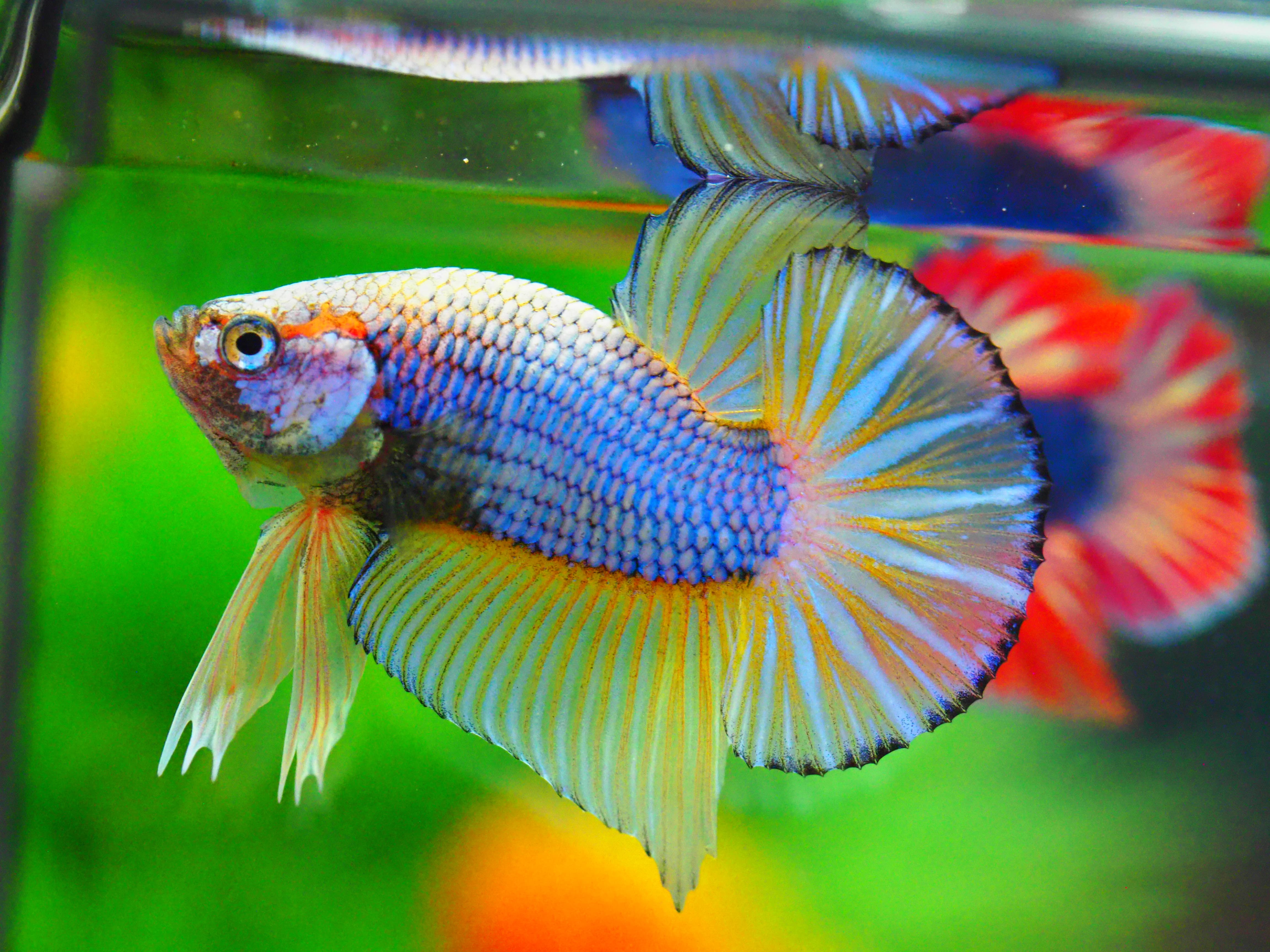 HMPK FANCY MALE GRADE A +++