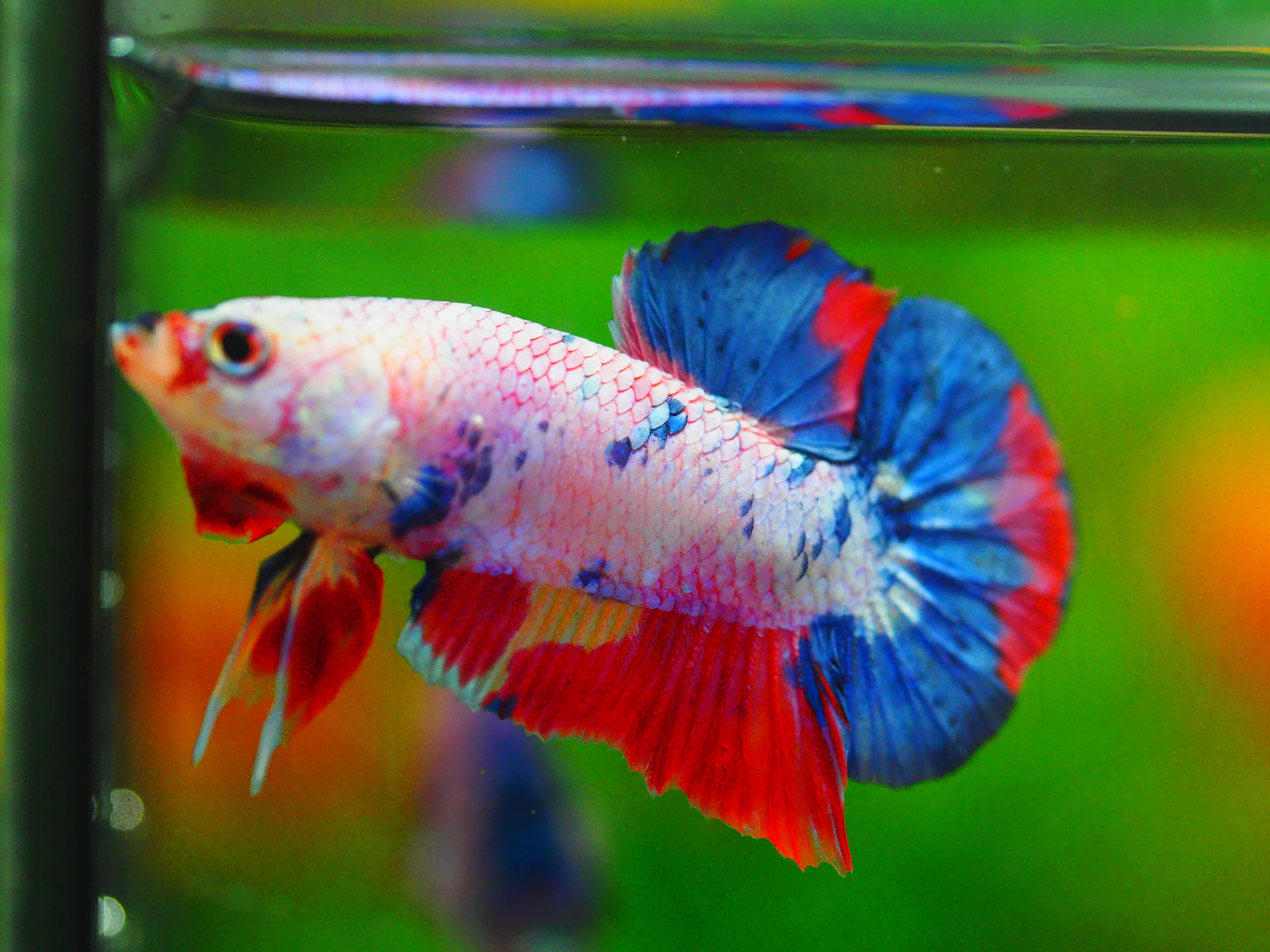 HMPK CANDY MALE GRADE A++