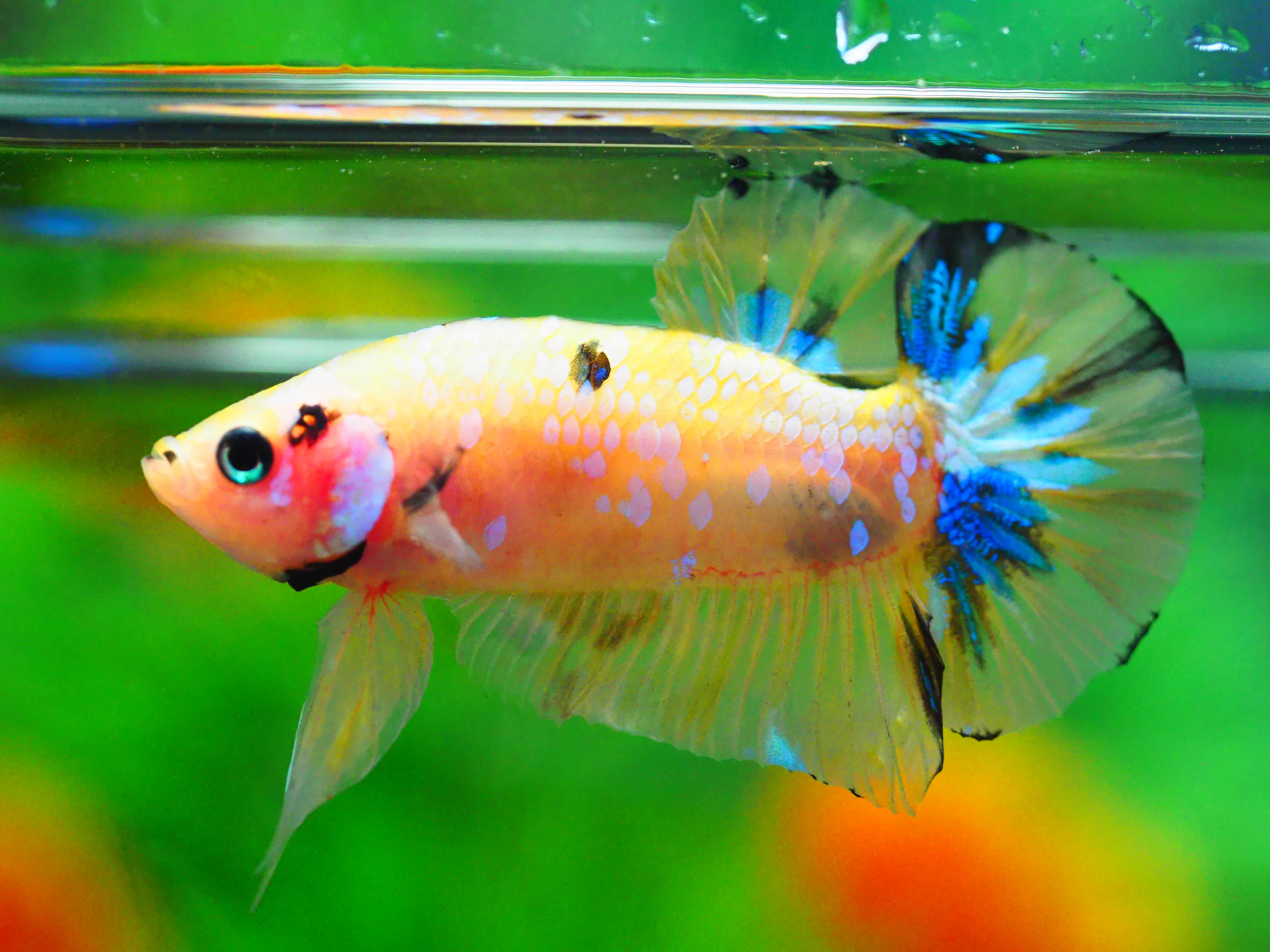 HMPK KOI YELLOW MALE GRADE A +++