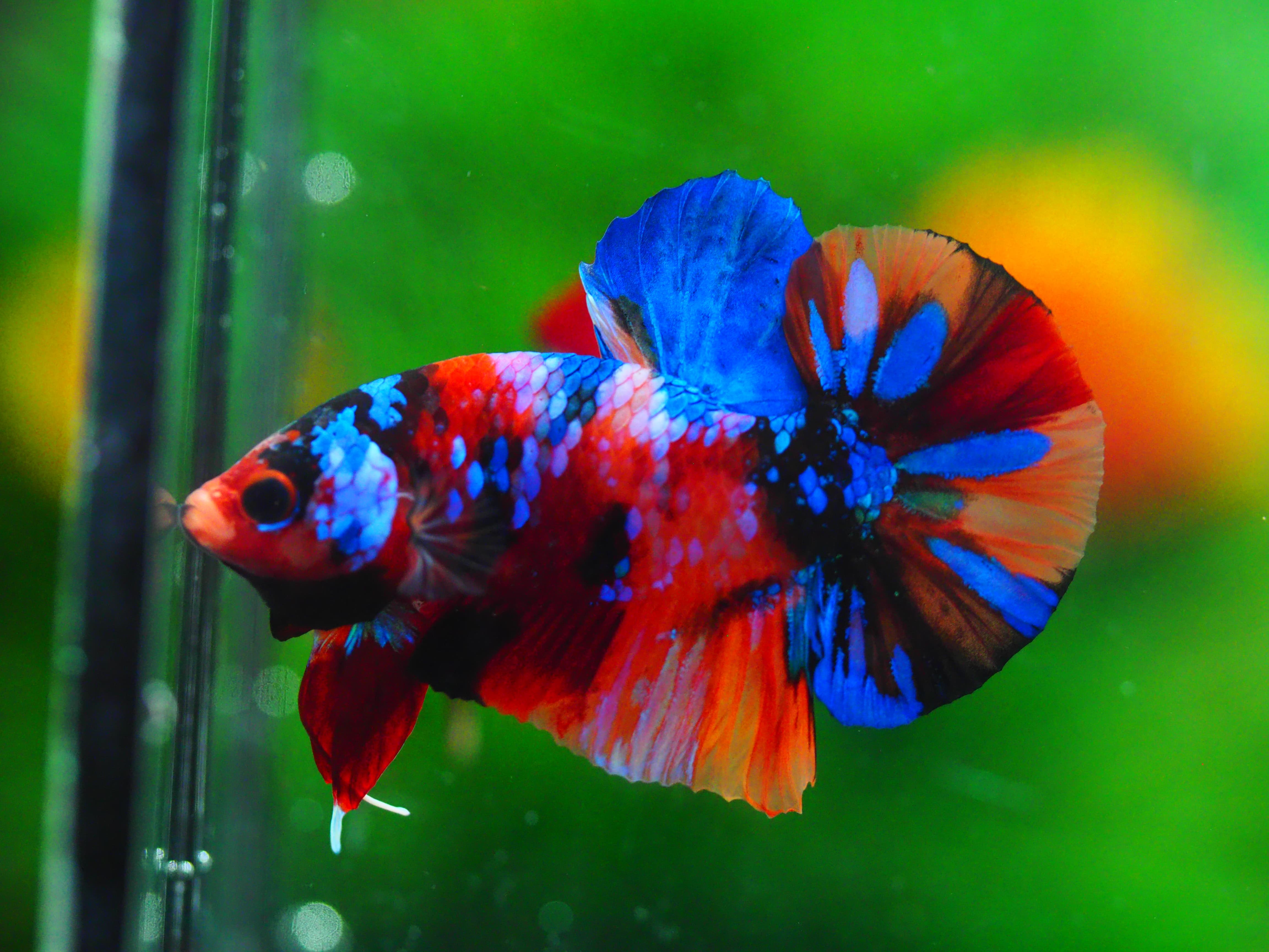 HMPK NEMO GALAXY MALE GRADE A++