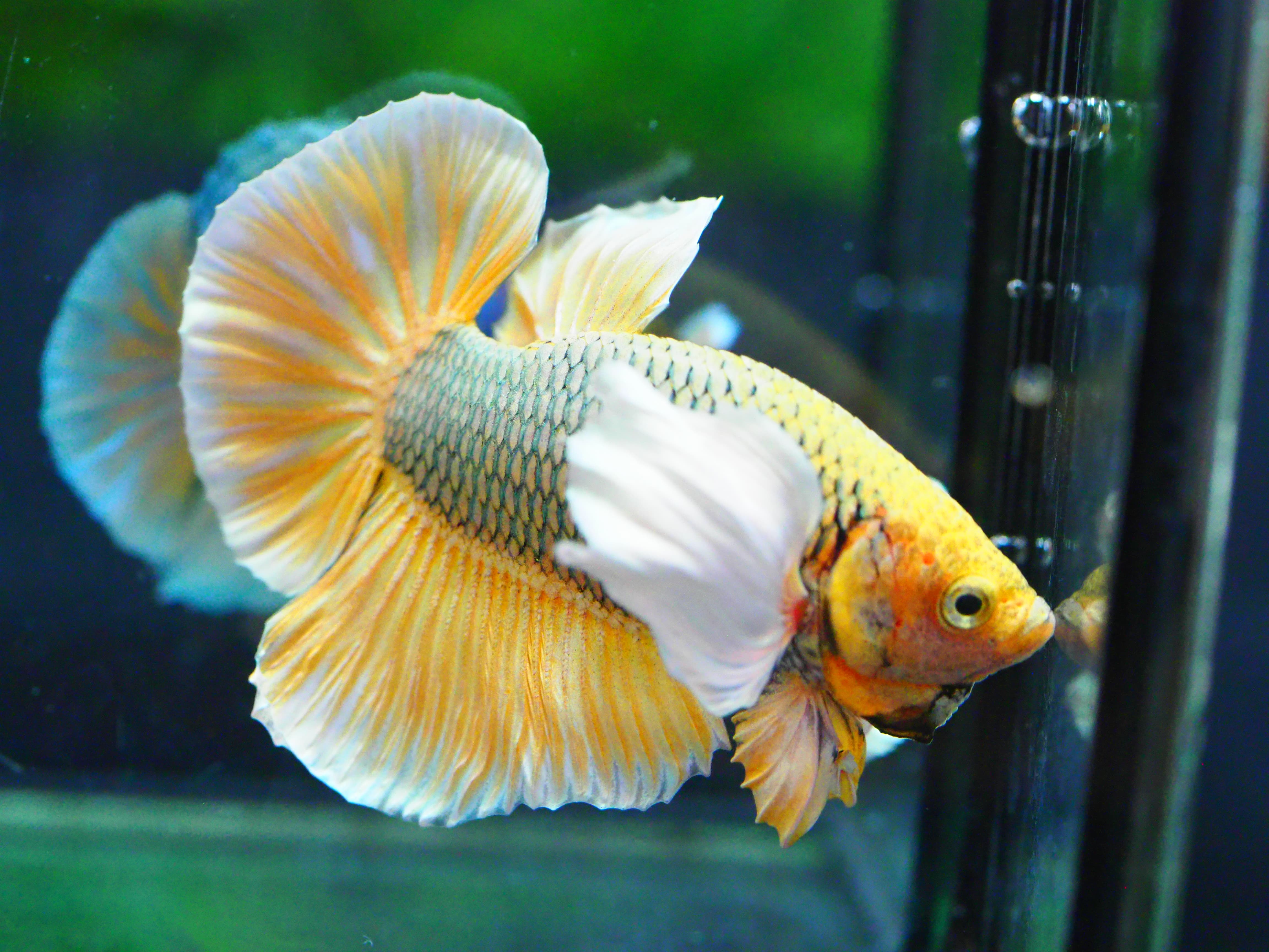 HMPK DUMBO MALE GRADE A +++