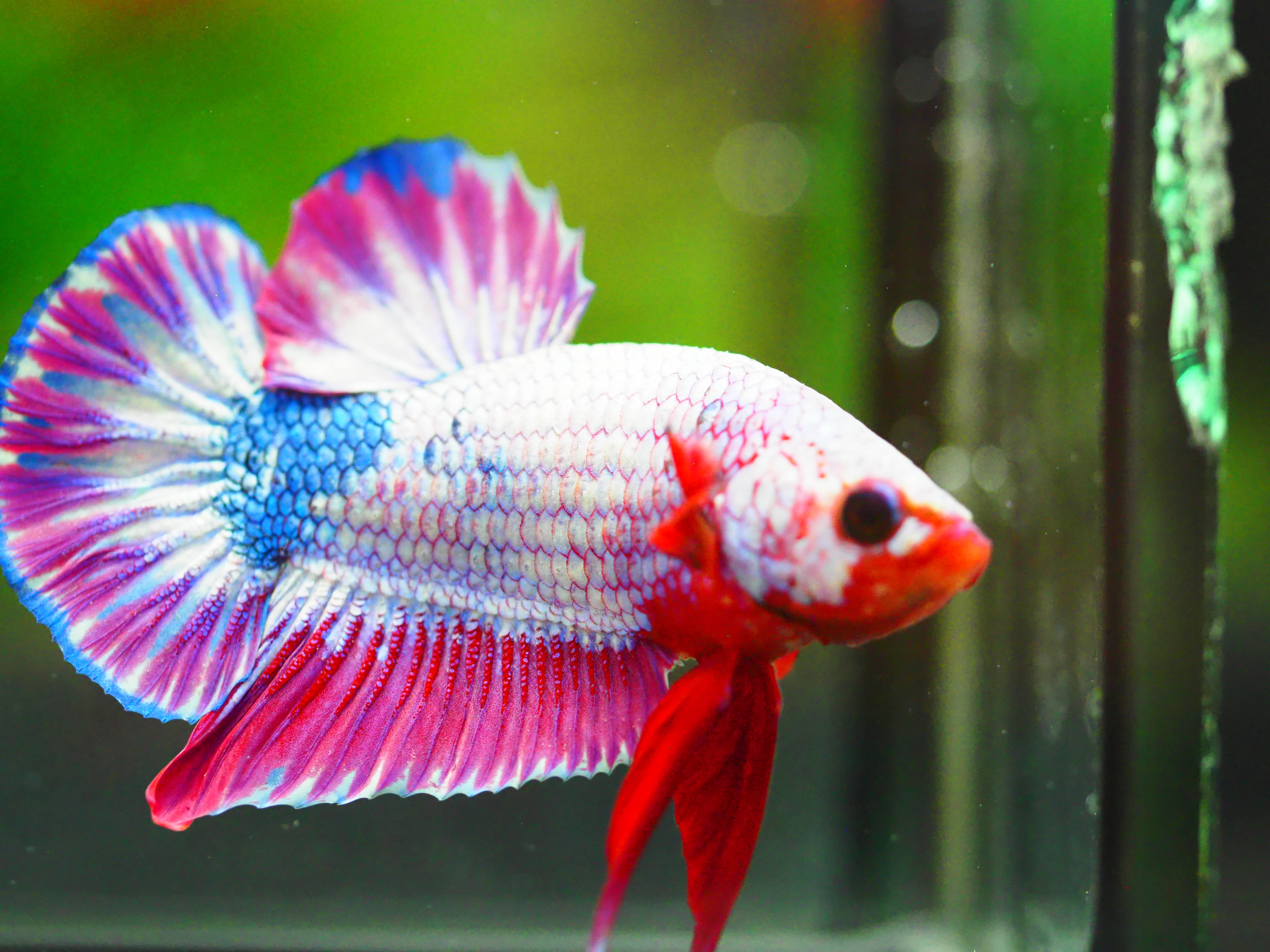 HMPK FANCY MALE GRADE A +++