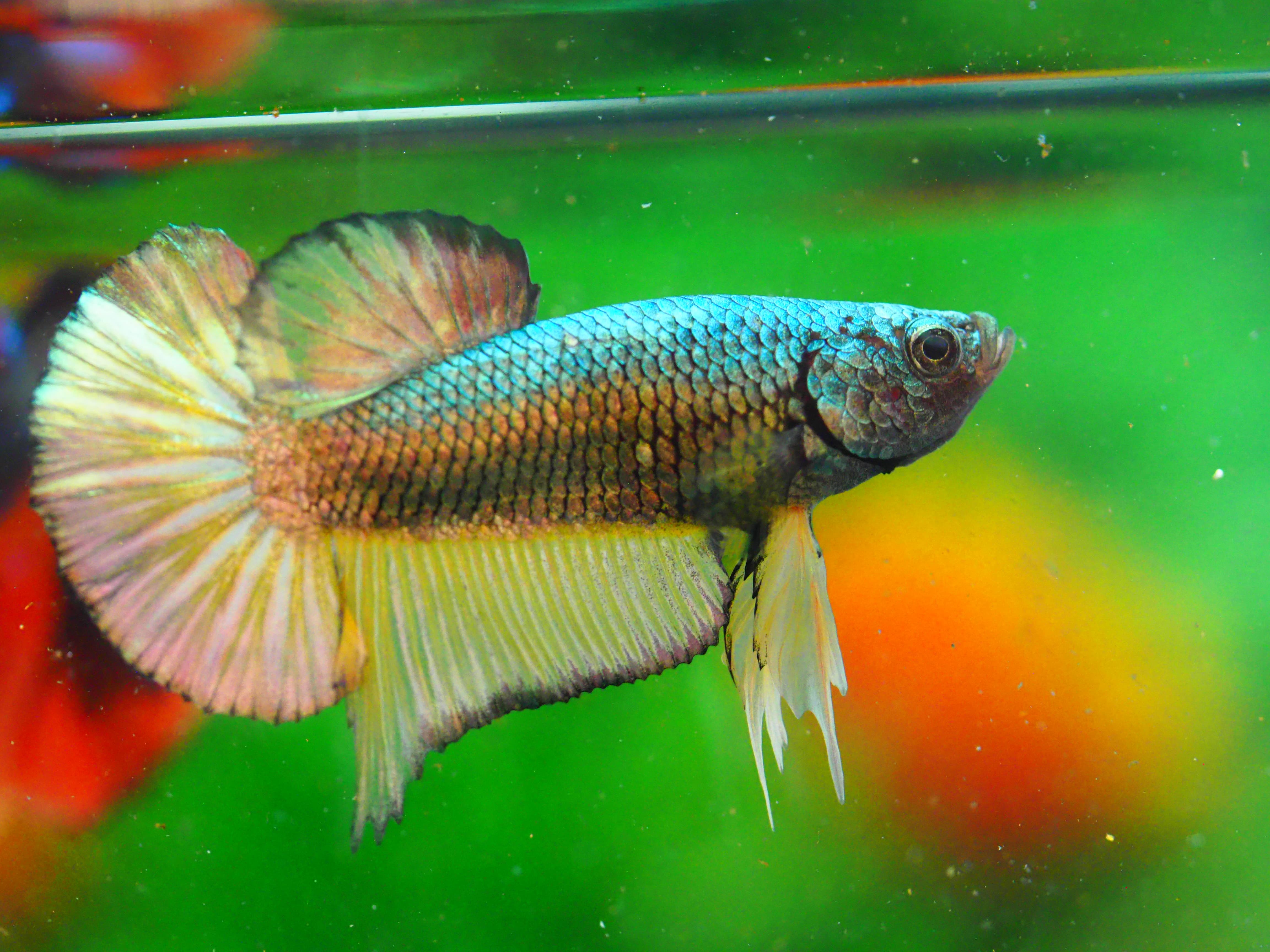 HMPK COPPER FANCY MALE GRADE A +++