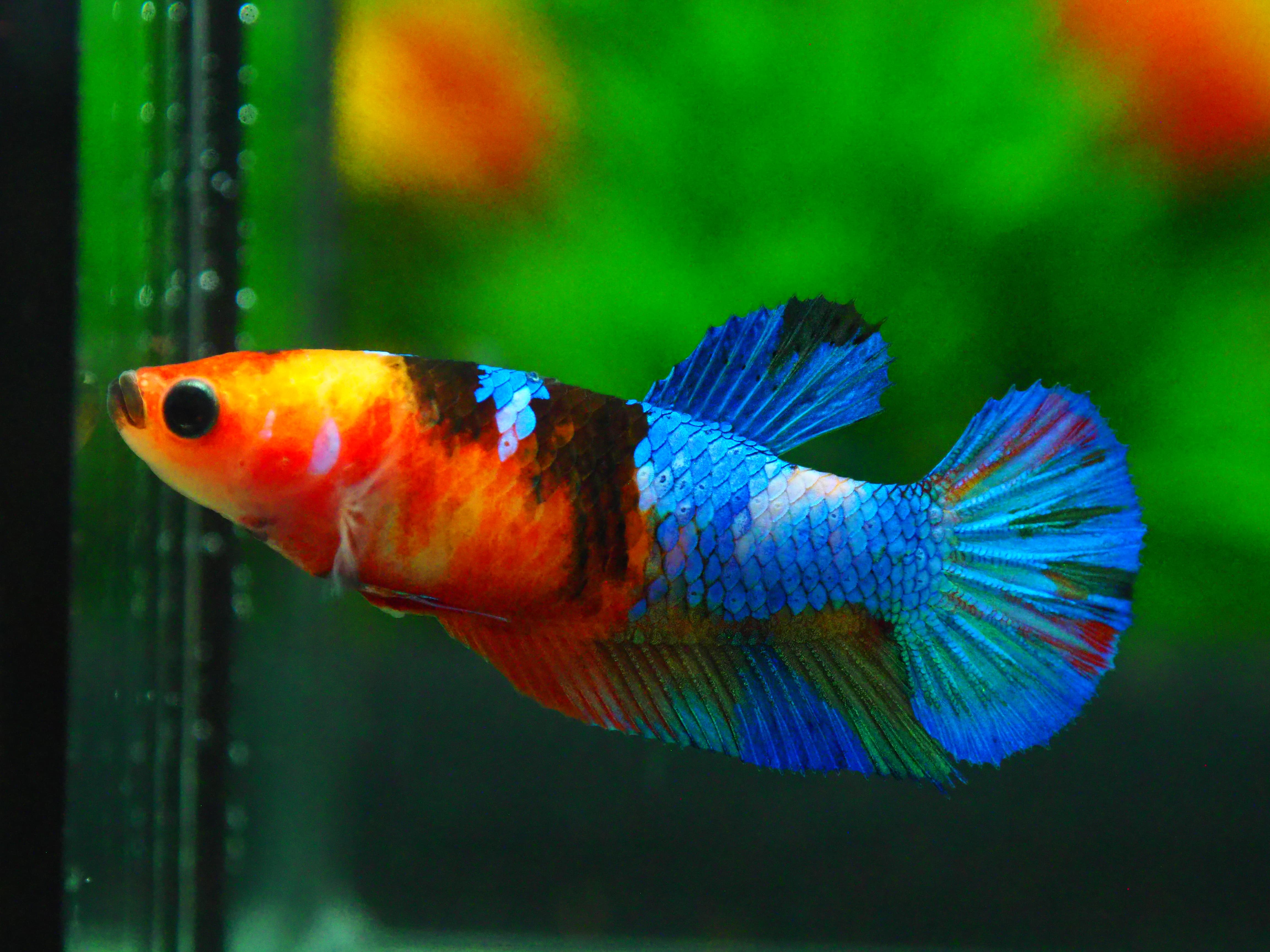 HMPK NEMO GALAXY FN MALE GRADE A +++