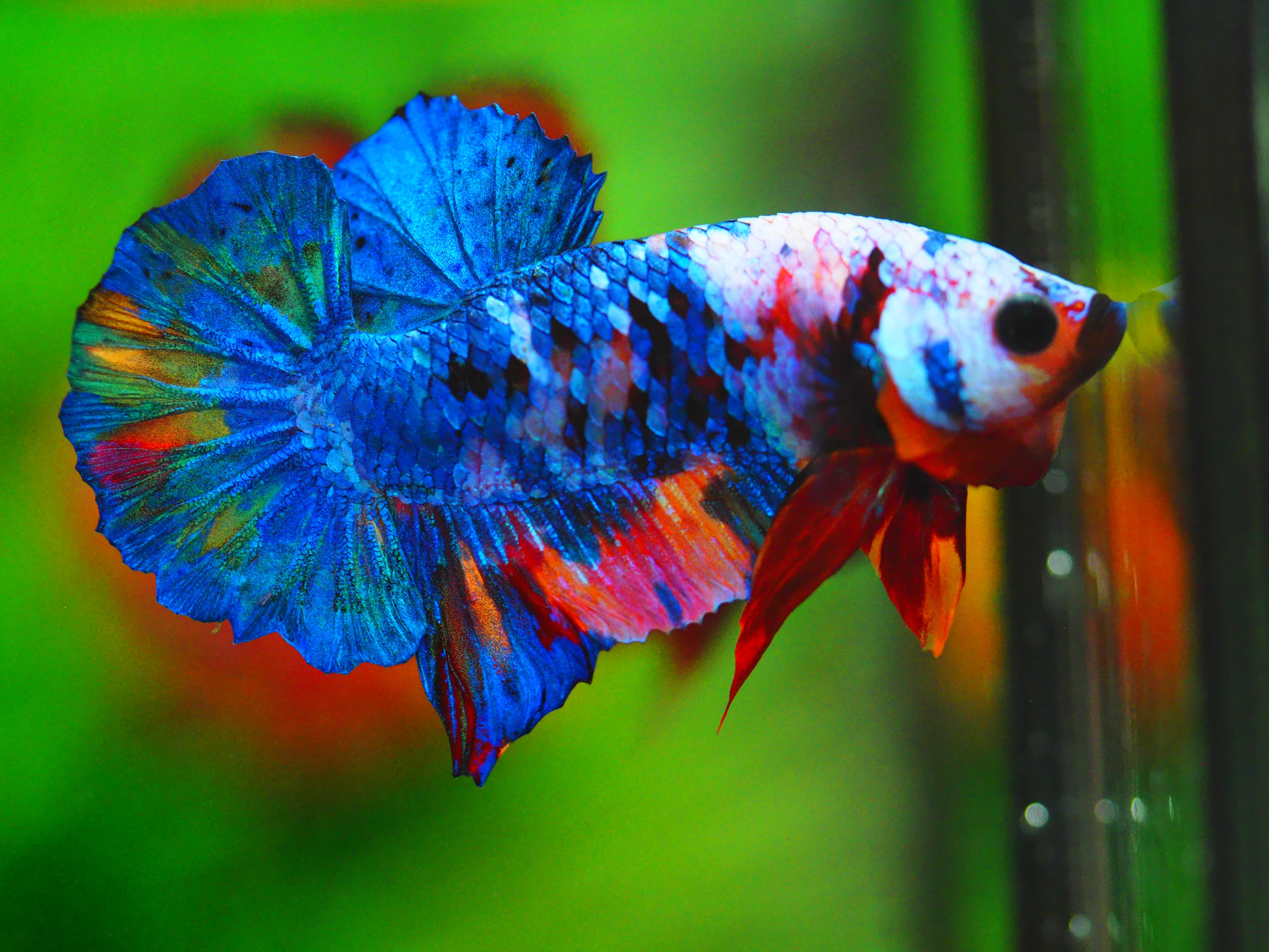 HMPK KOI GALAXY MALE GRADE A+++