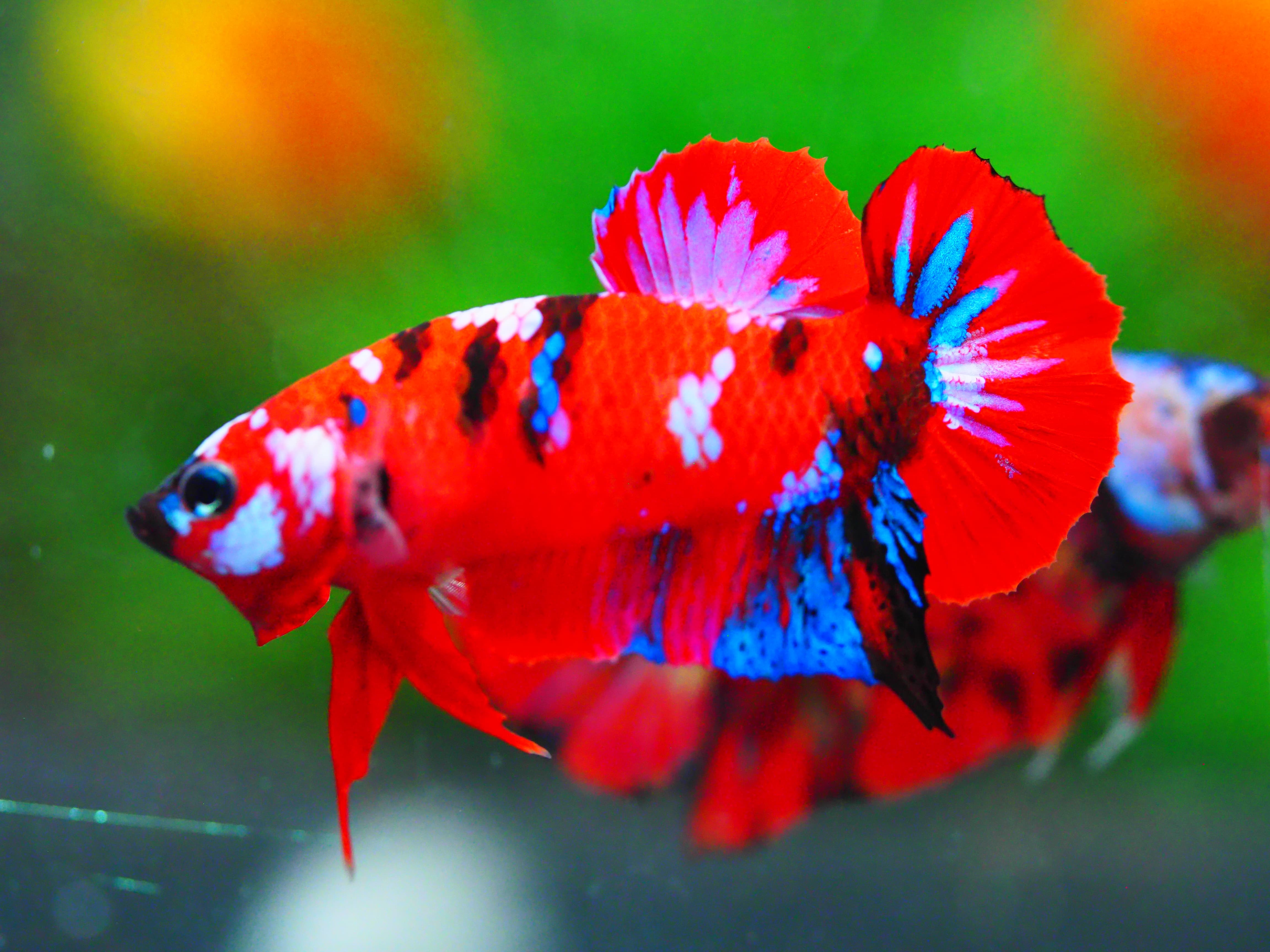 HMPK KOI GALAXY MALE GRADE A +++