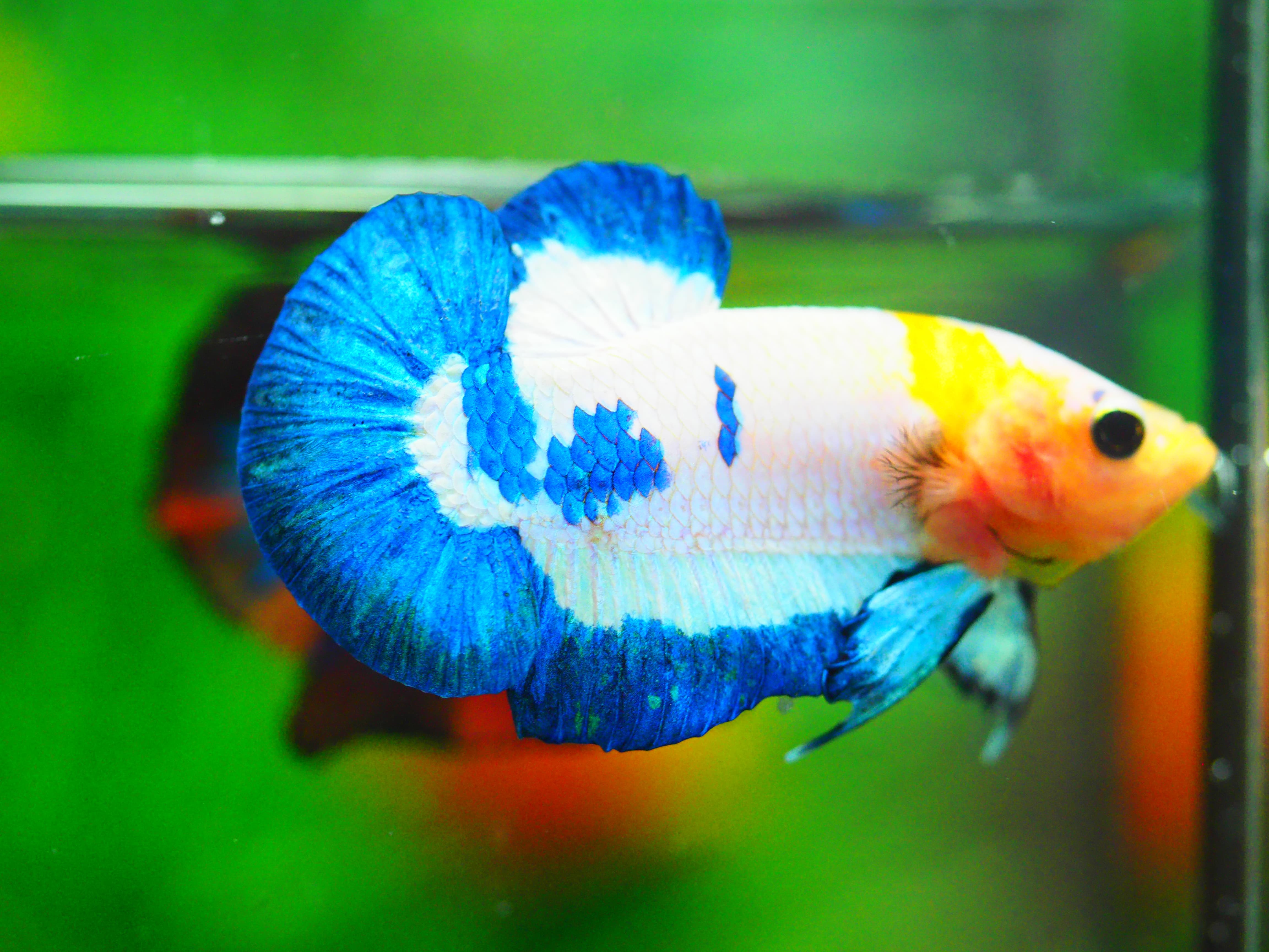 HMPK FANCY MALE GRADE A +++