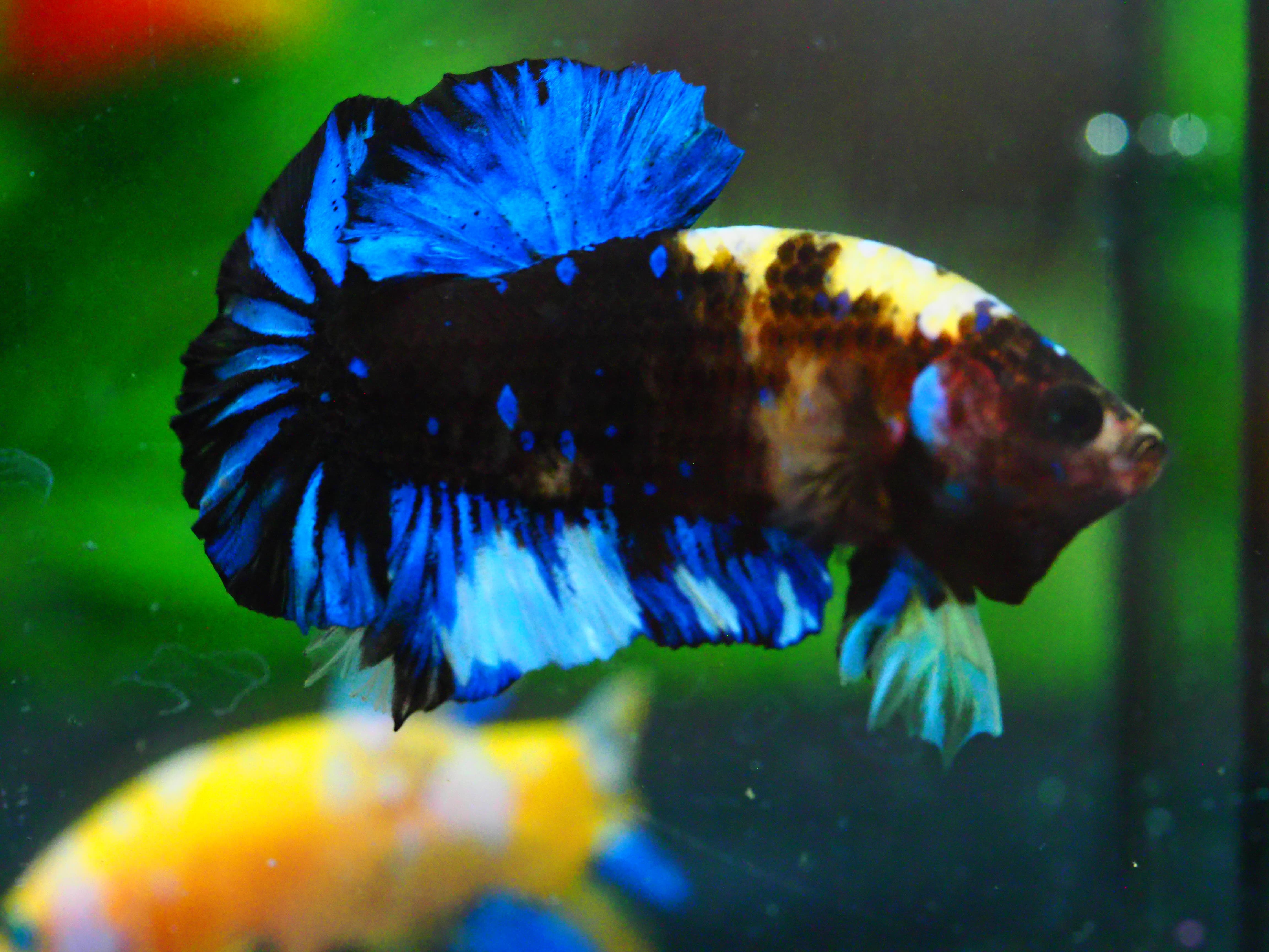 HMPK KOI GALAXY MALE GRADE A +++