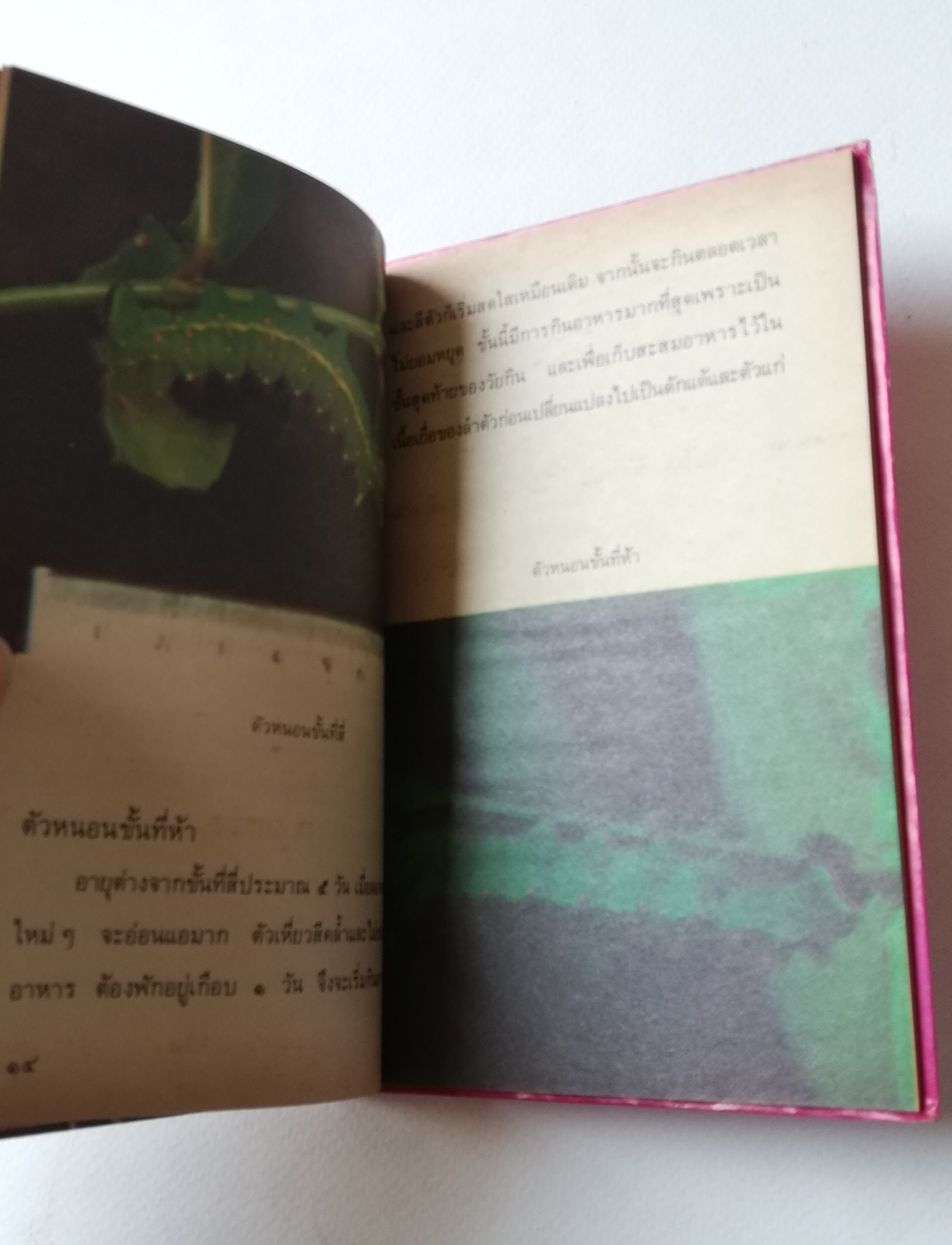 มีหลายภาพ, หน้าแรกมีตำหนิ ตามภาพ หนังสือเล่มเล็ก หนังสือชุดความรู้ไทยขององค์การค้าคุรุสภา ,ผีเสื้อแสนสวย พิมพ์ครั้งที่ 2 ปี 2527