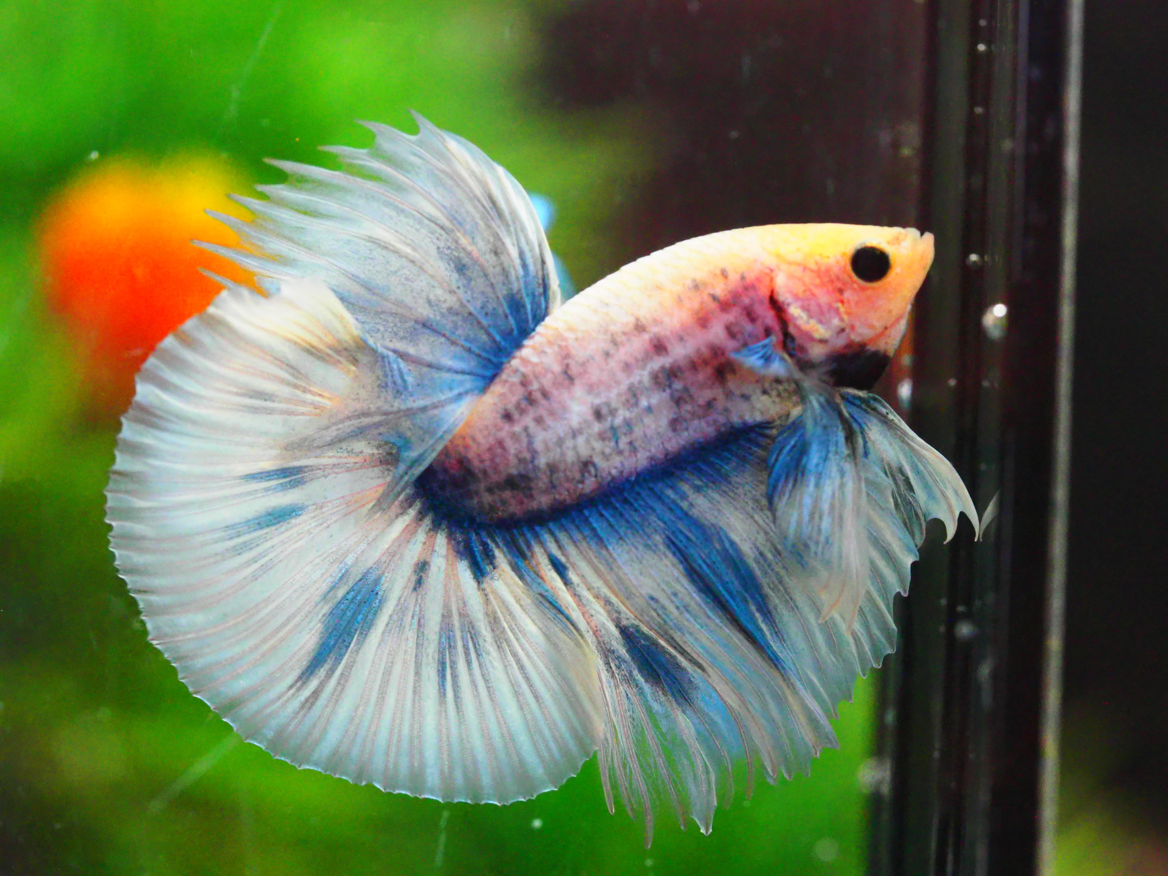 HM FANCY MALE GRADE A +++