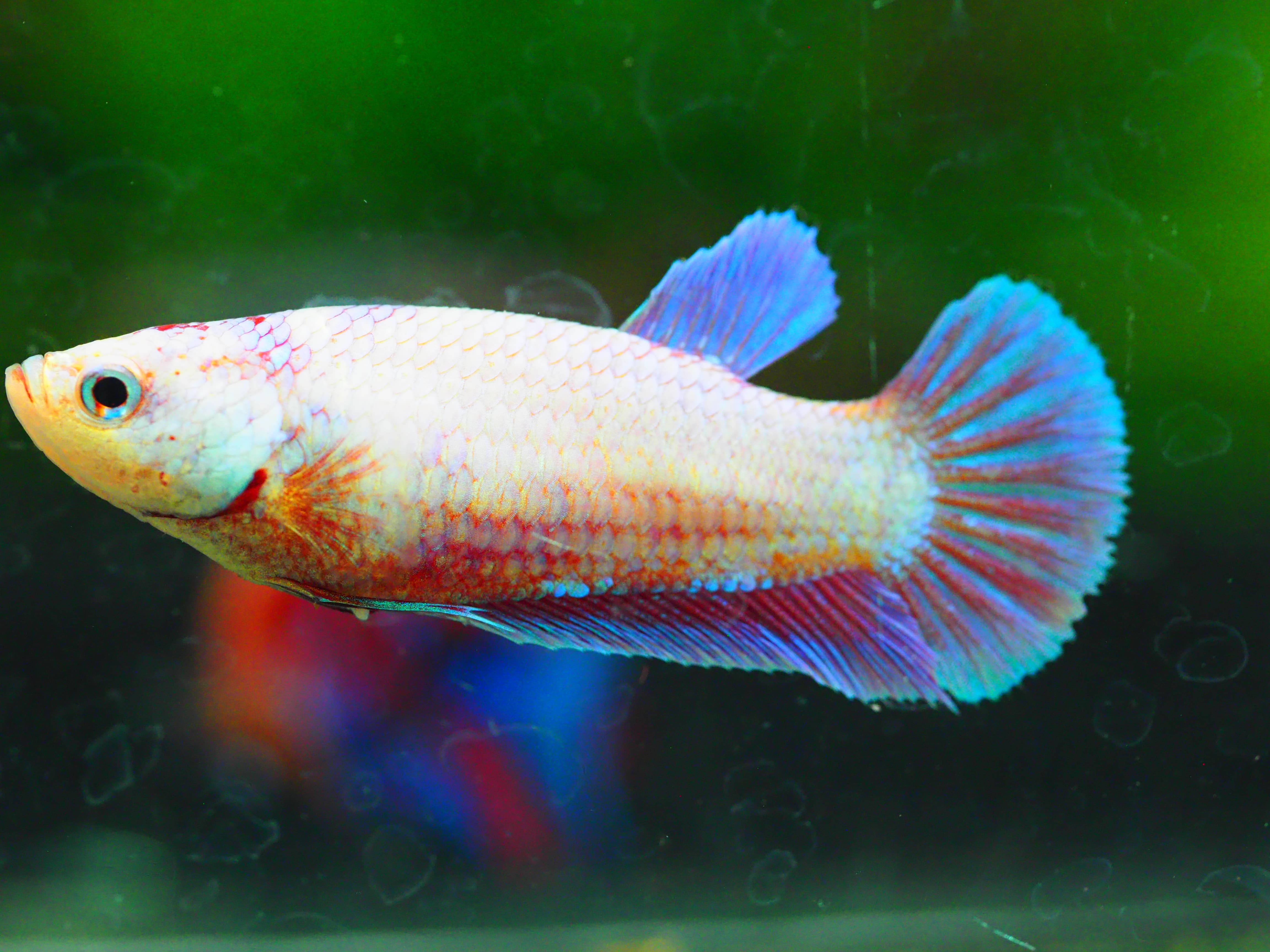 HMPK FANCYFN MALE GRADE A +++