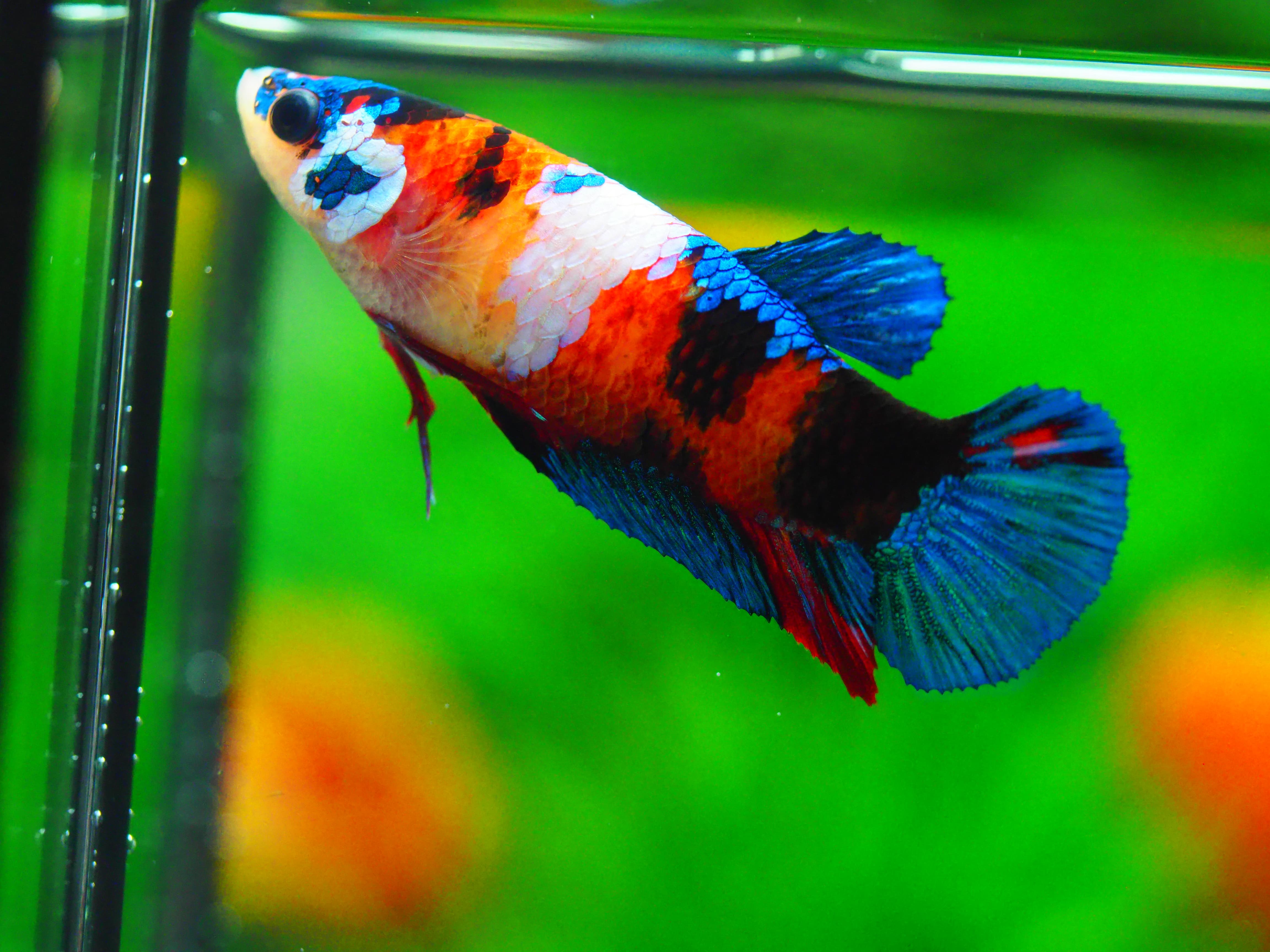 HMPK KOI GALAXY FN MALE GRADE A +++