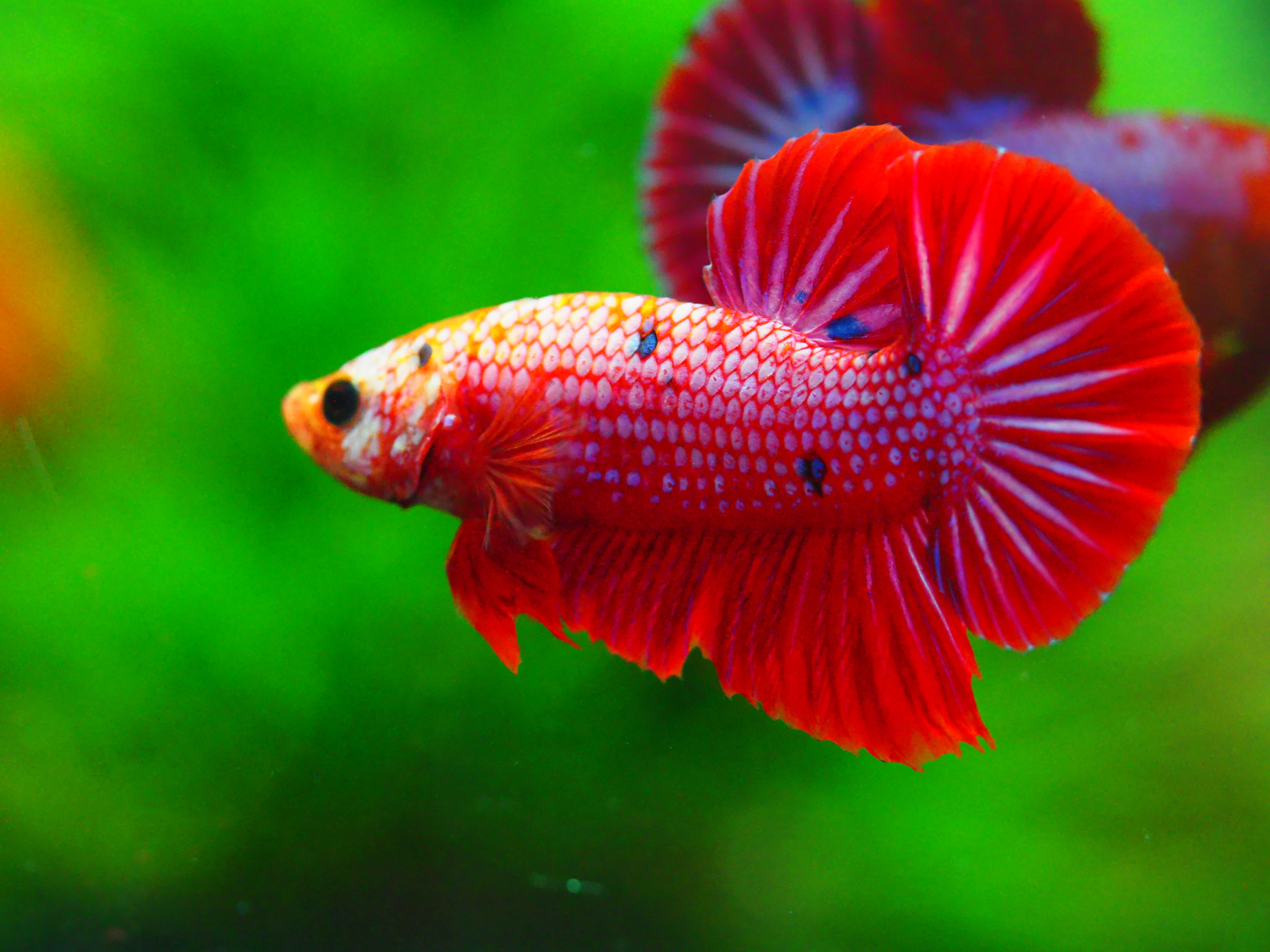 HMPK FANCY MALE GRADE A +++