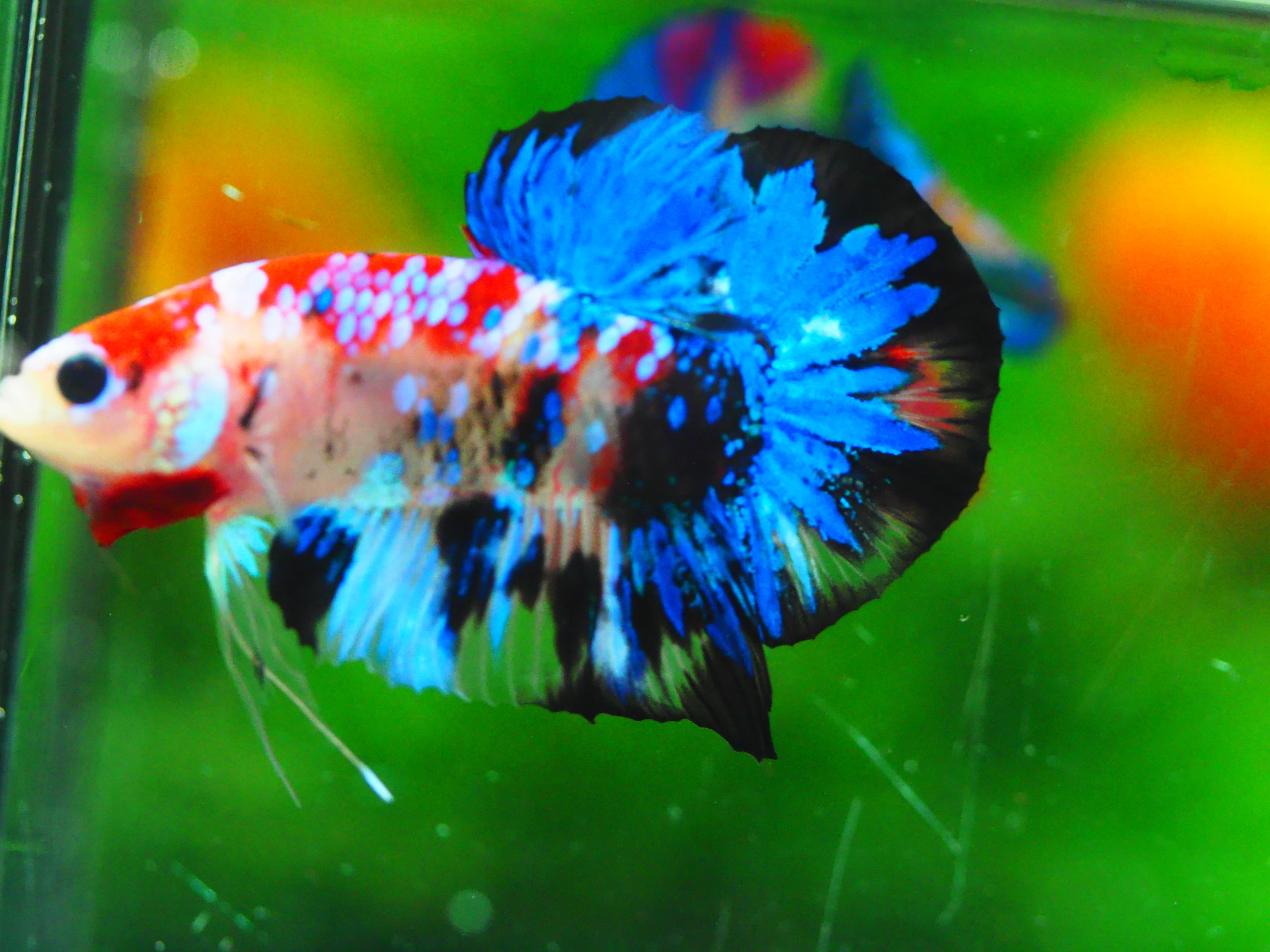 HMPK KOI GALAXY MALE GRADE A +++